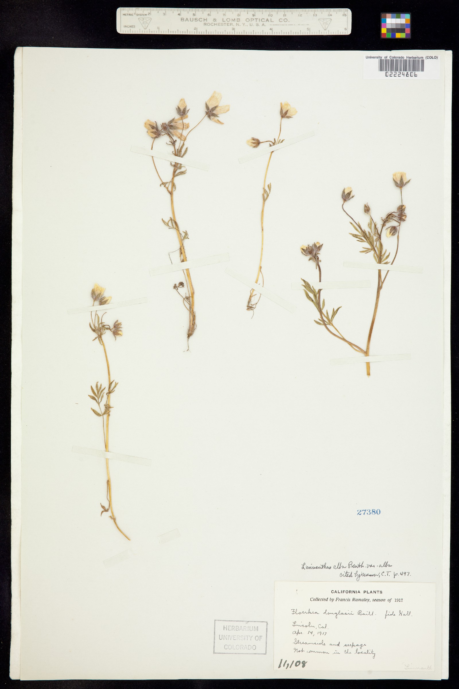 Limnanthes alba image