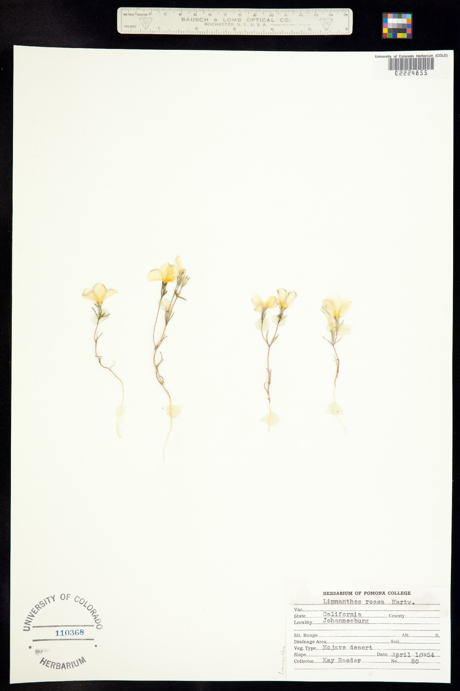 Limnanthes douglasii ssp. rosea image