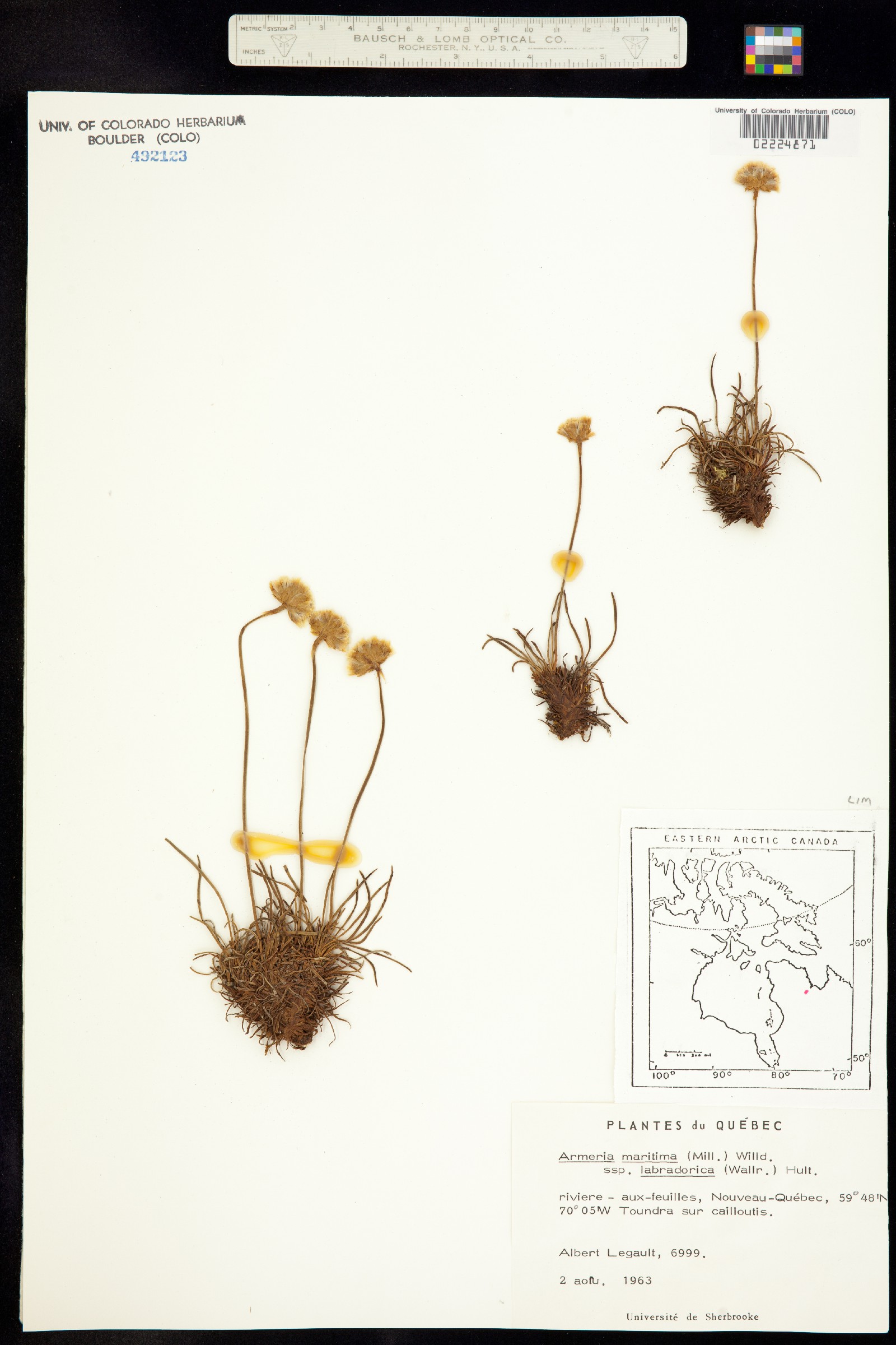 Armeria maritima ssp. sibirica image