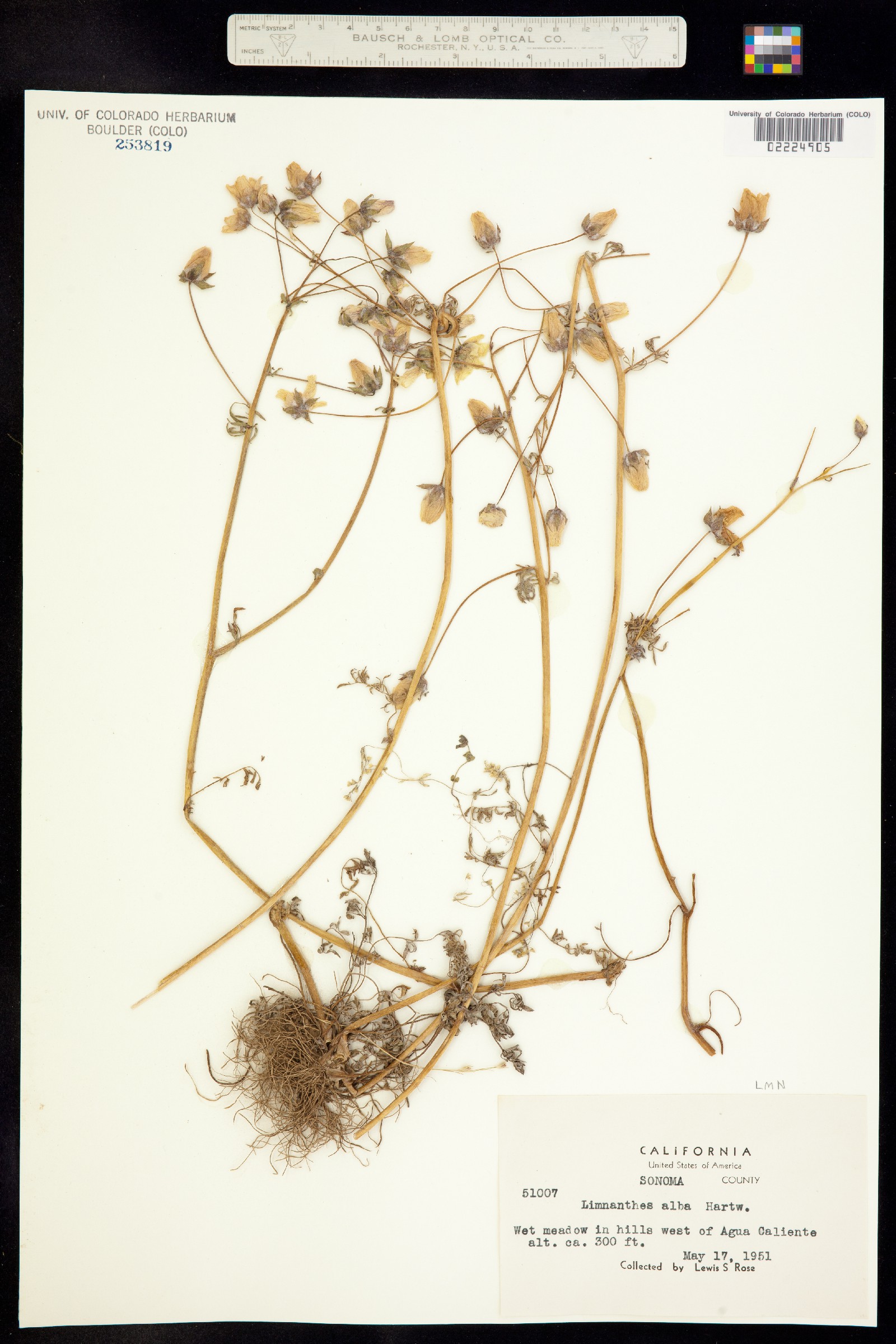 Limnanthes alba image