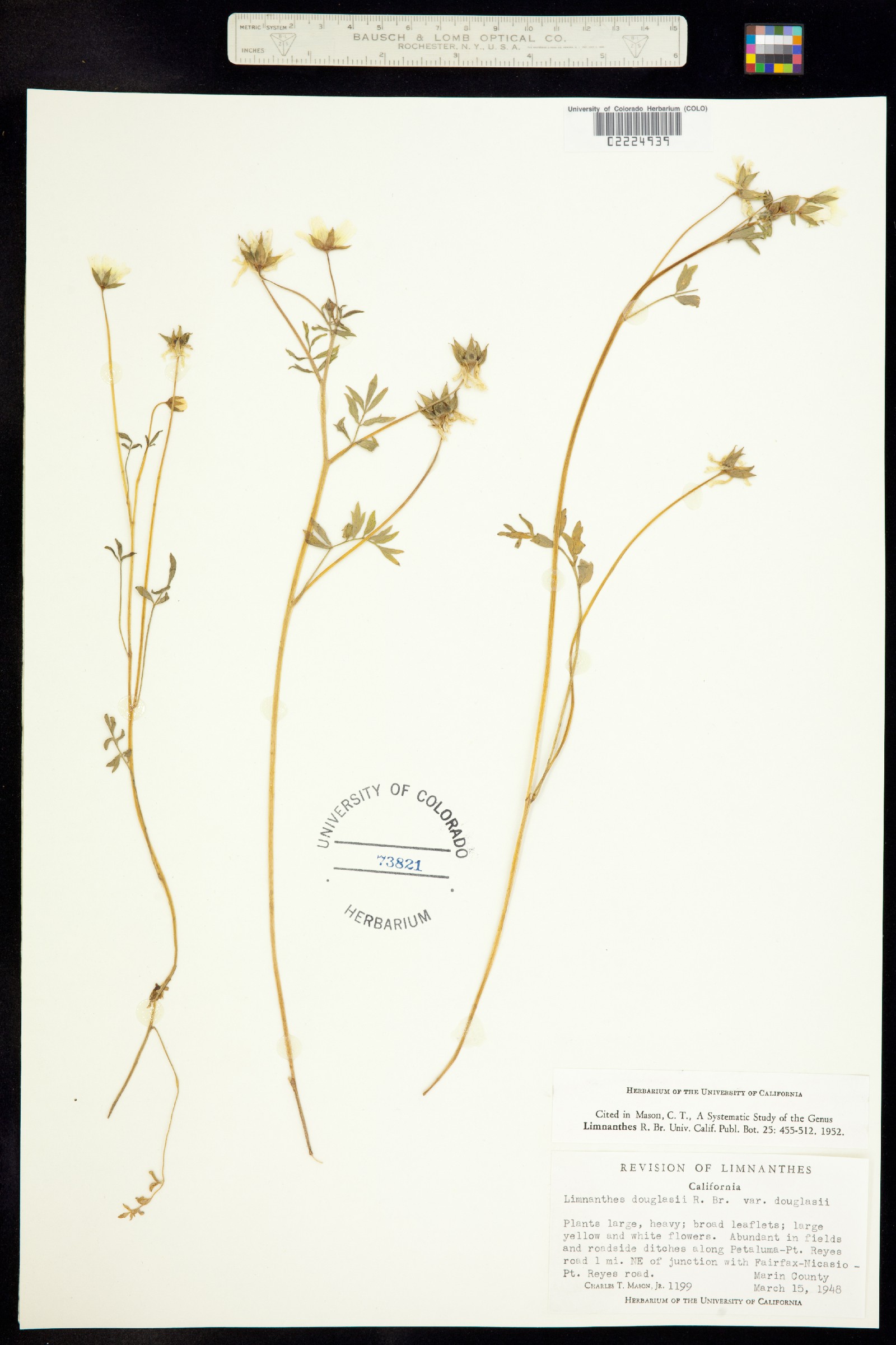 Limnanthes douglasii image