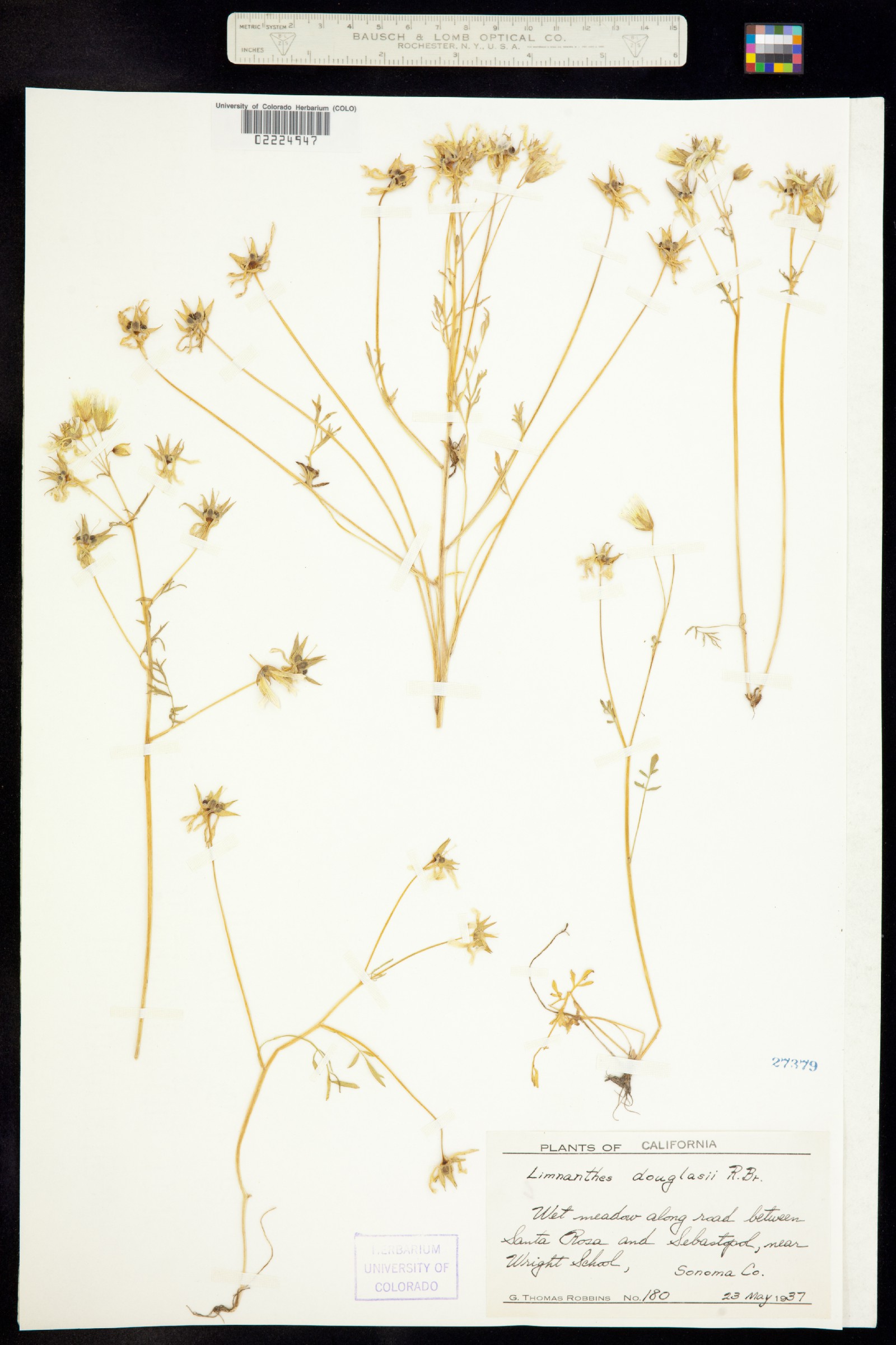 Limnanthes douglasii image