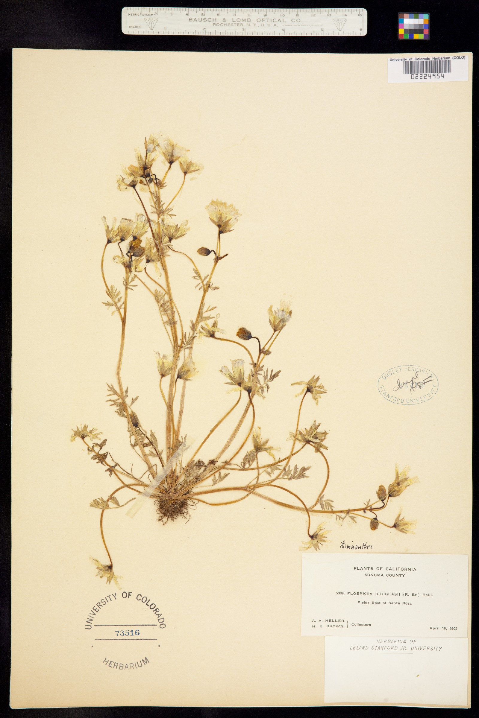 Limnanthes douglasii image