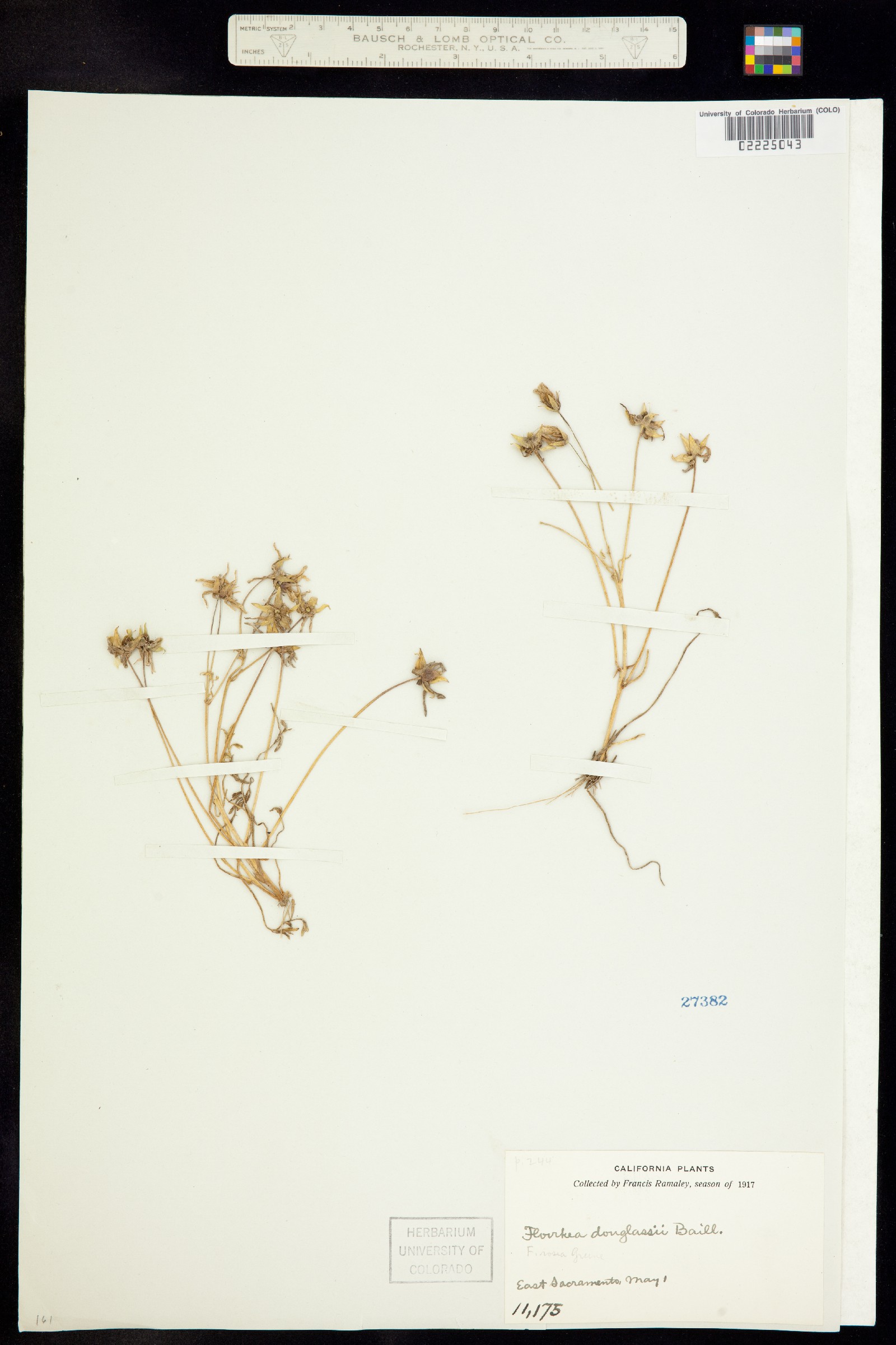 Limnanthes douglasii image
