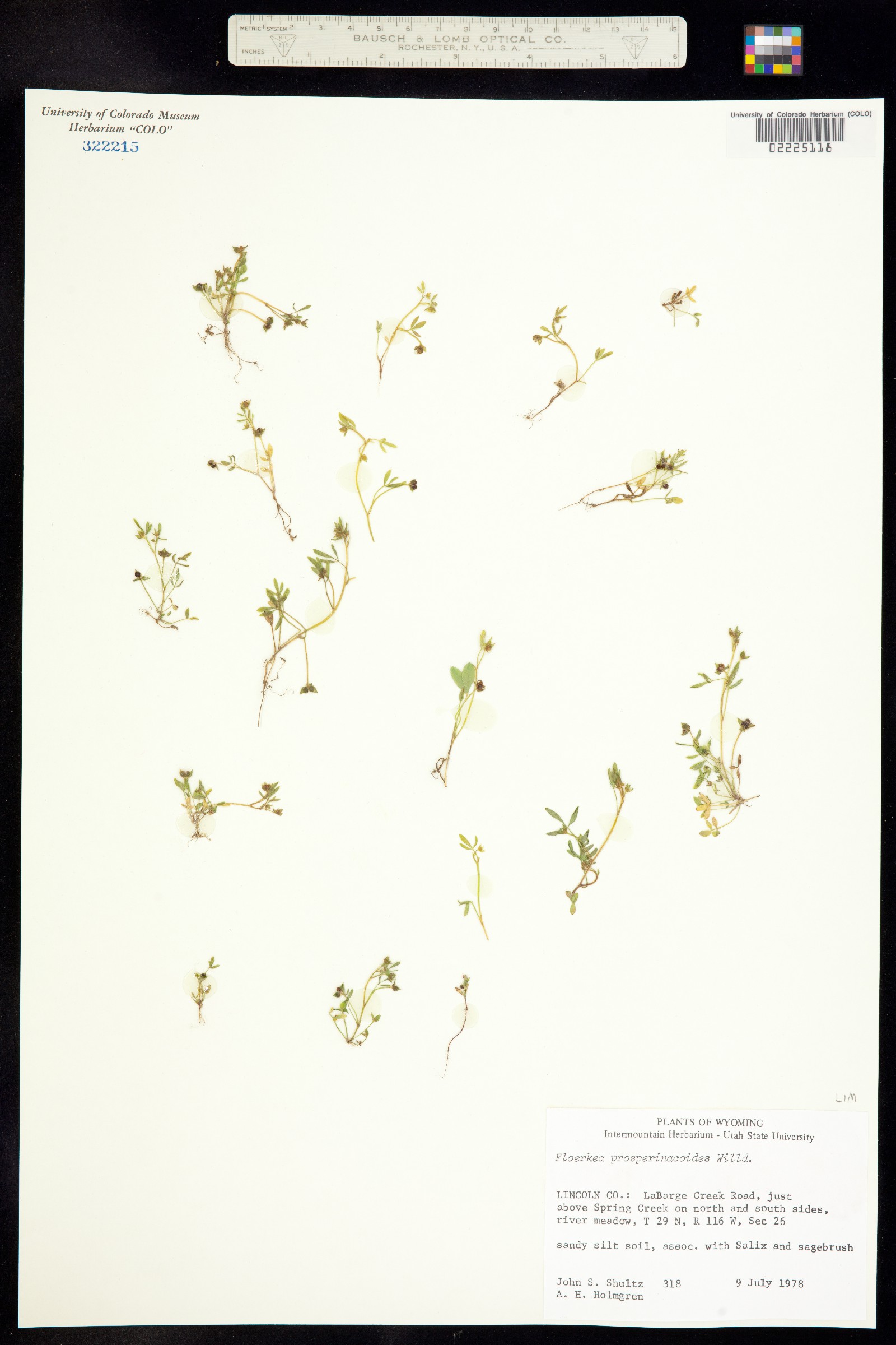 Limnanthaceae image