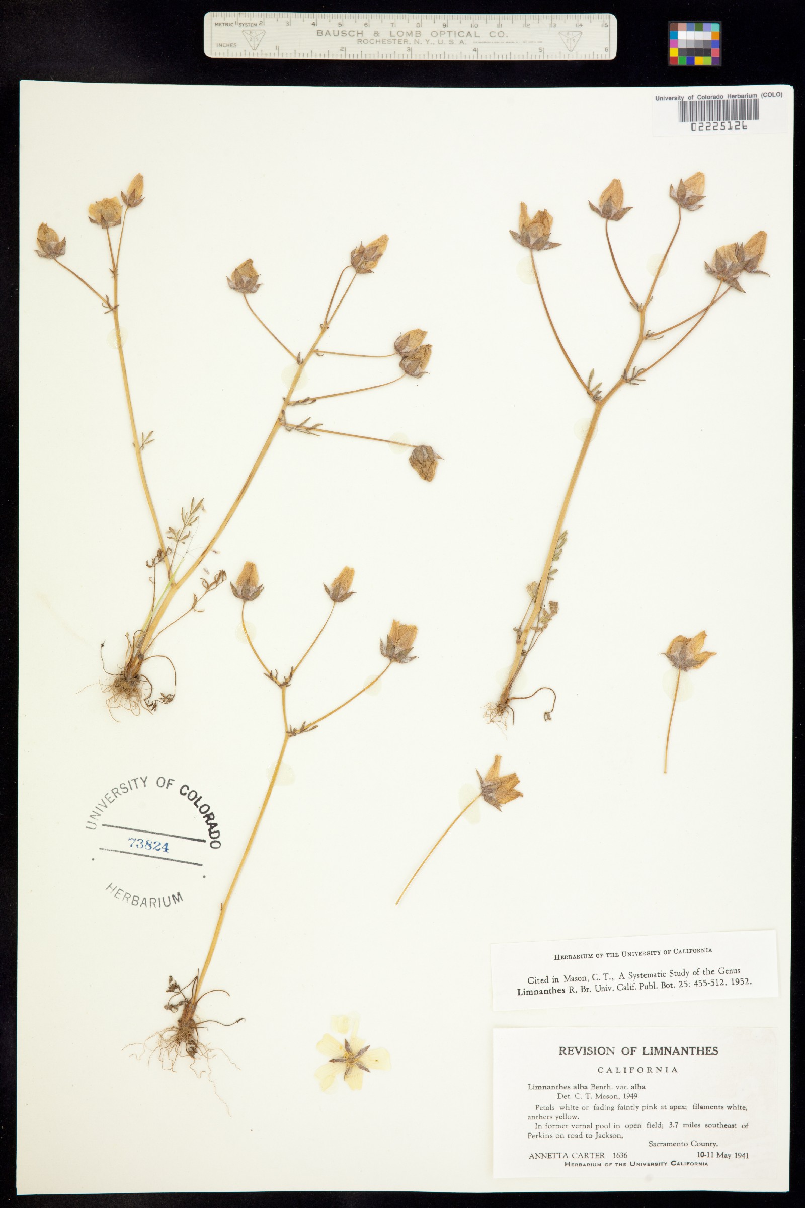 Limnanthes alba image