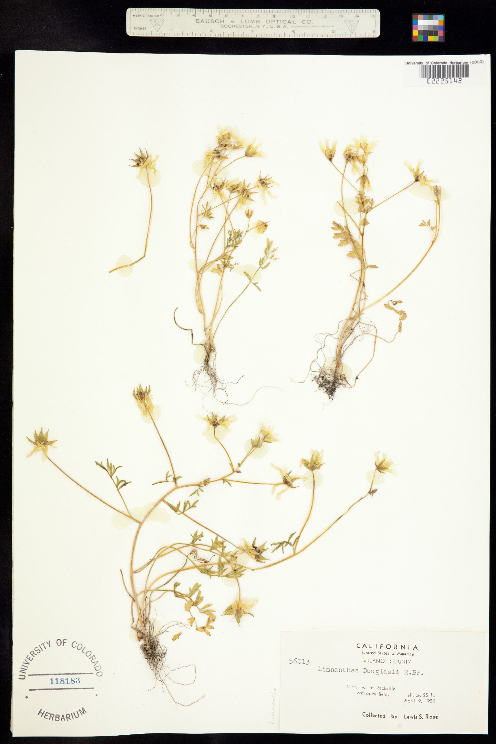 Limnanthes douglasii image