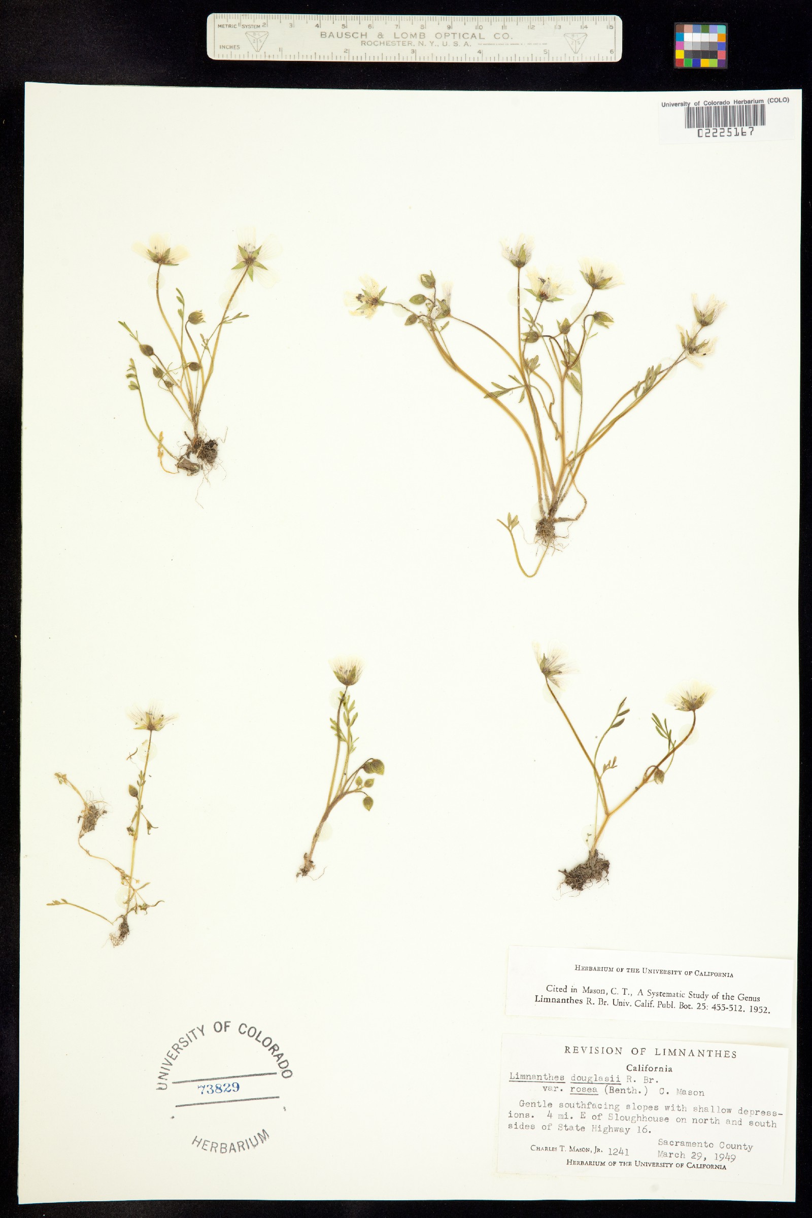 Limnanthes douglasii image