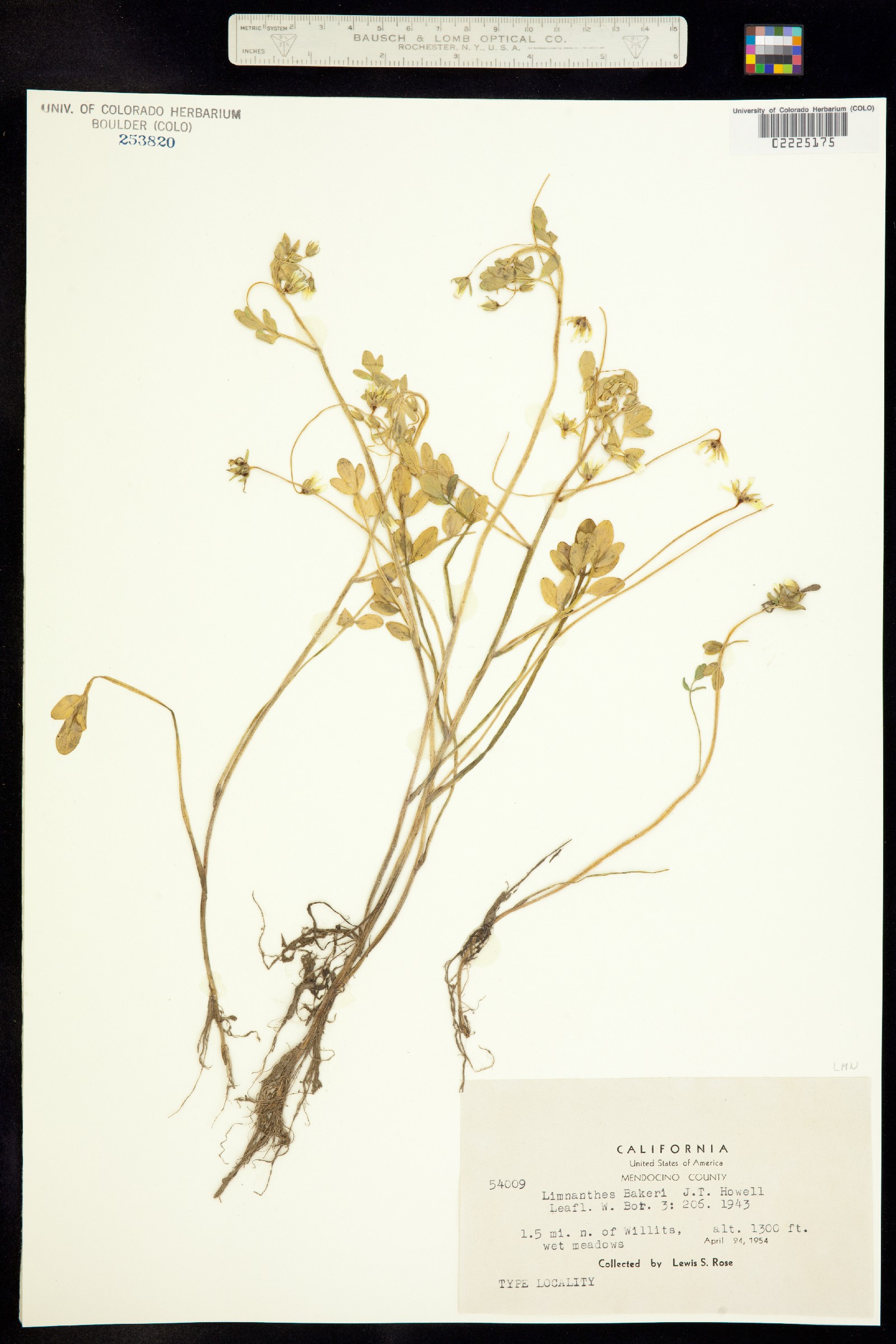 Limnanthes bakeri image