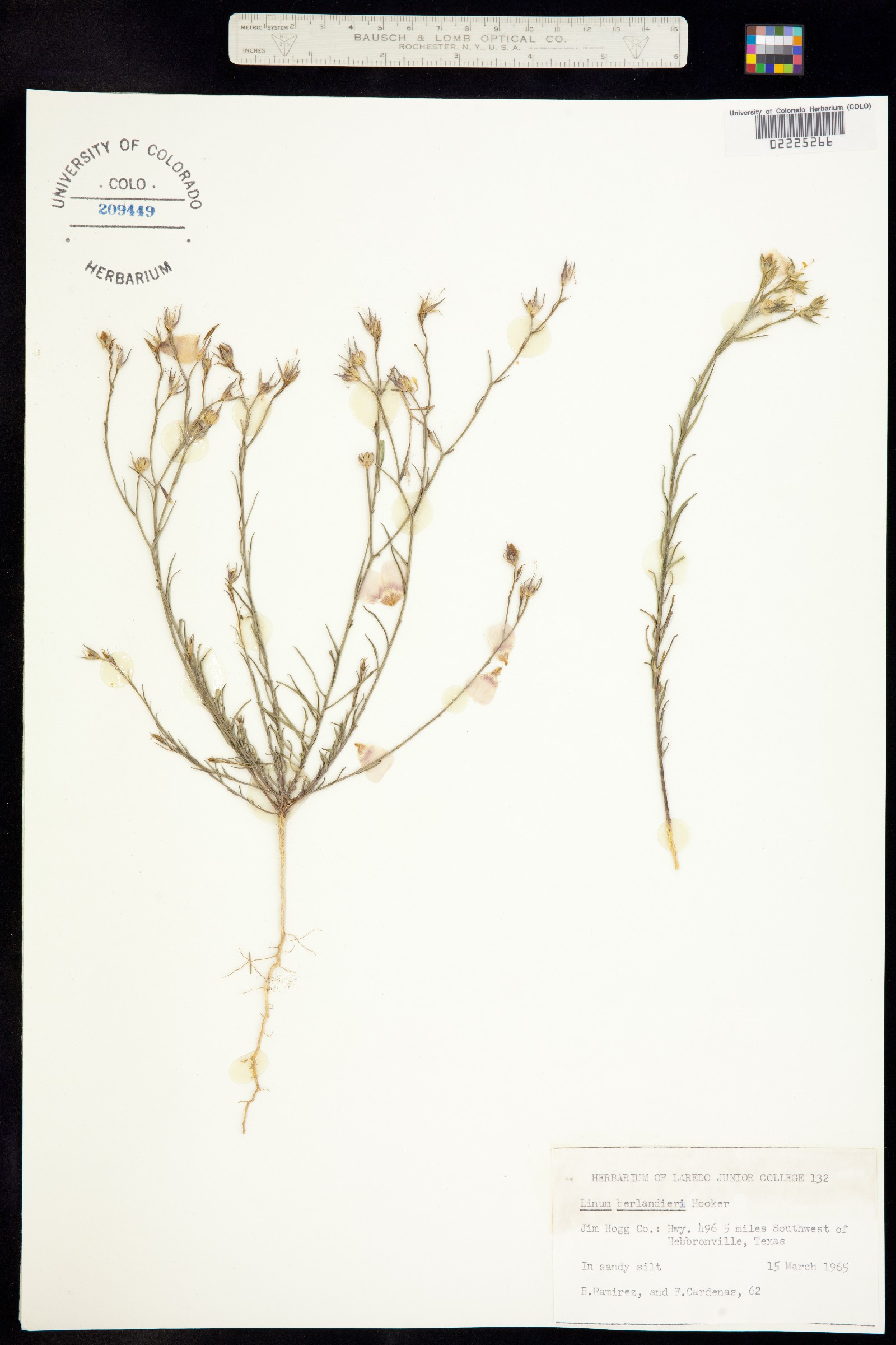 Linum rigidum var. rigidum image