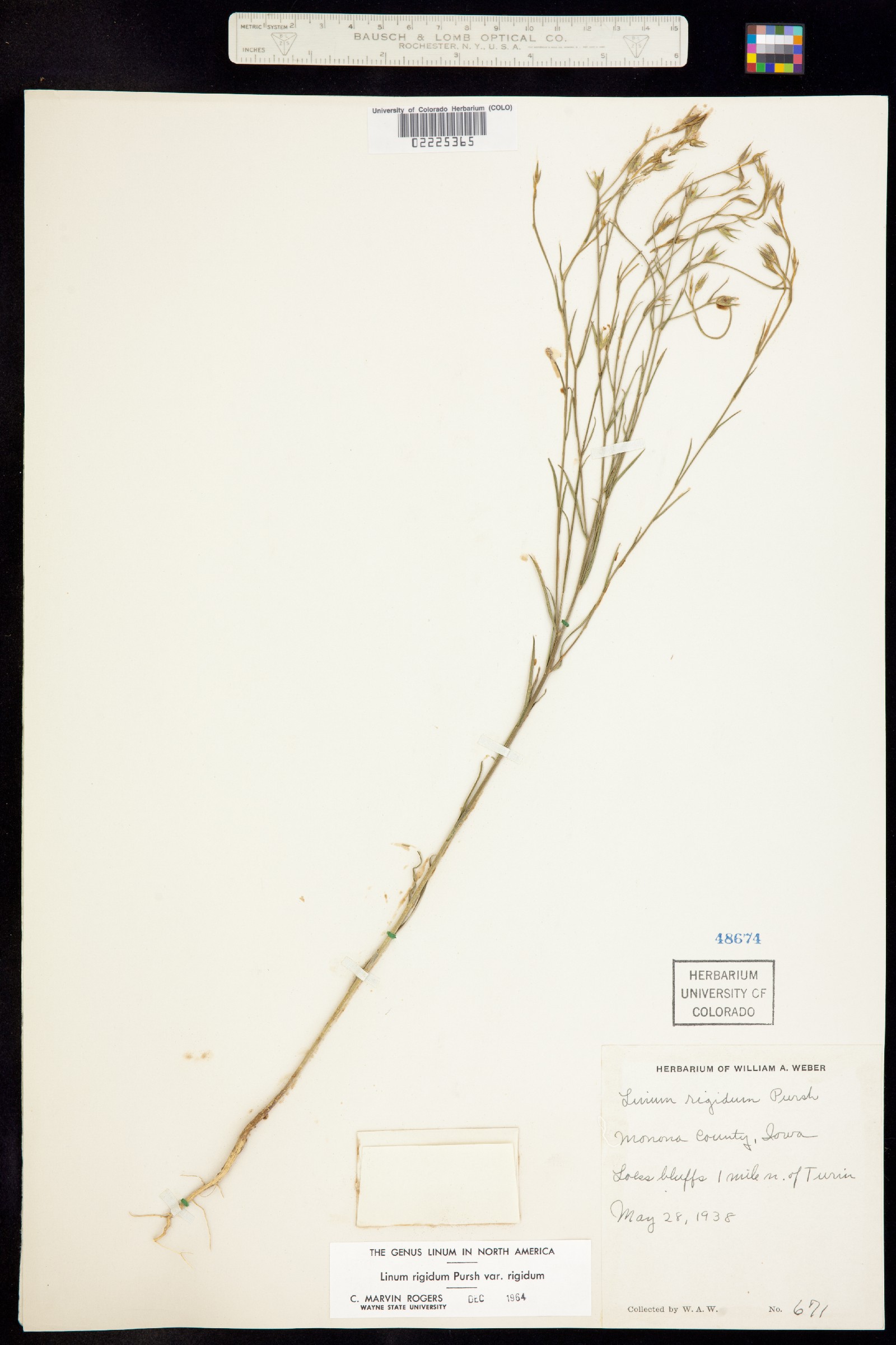 Linum rigidum image