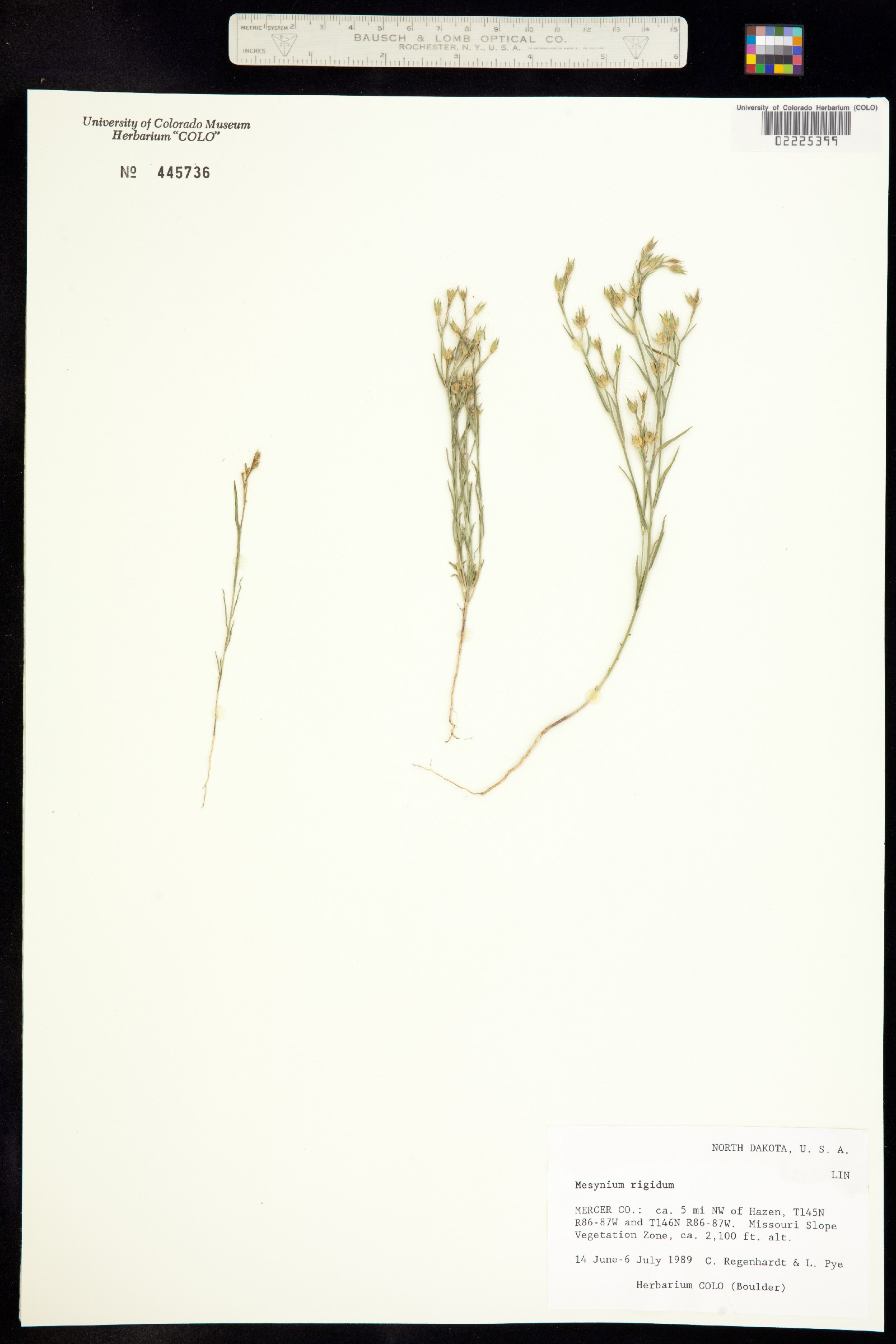 Linum rigidum var. rigidum image