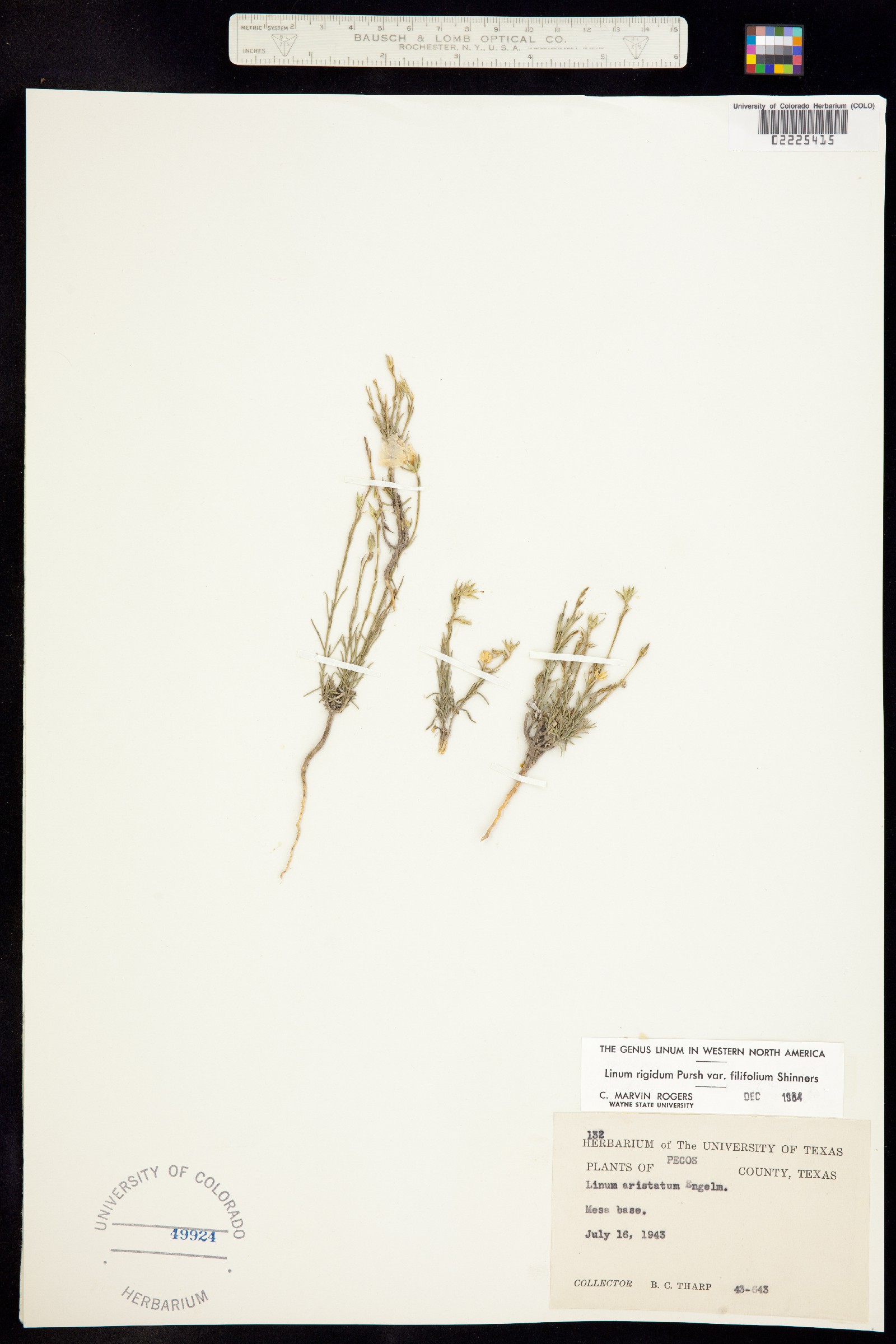 Linum rigidum image