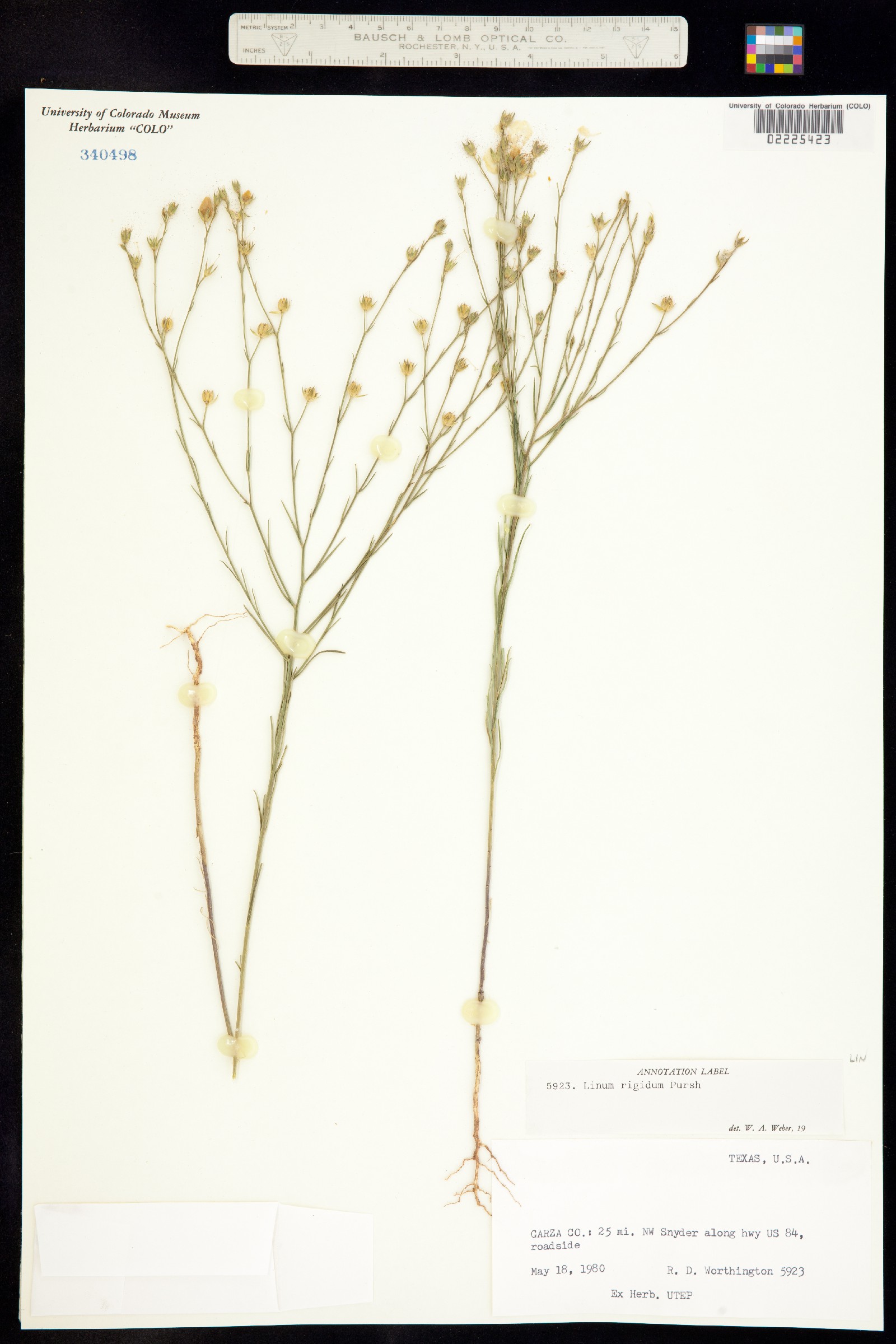 Mesynium rigidum image