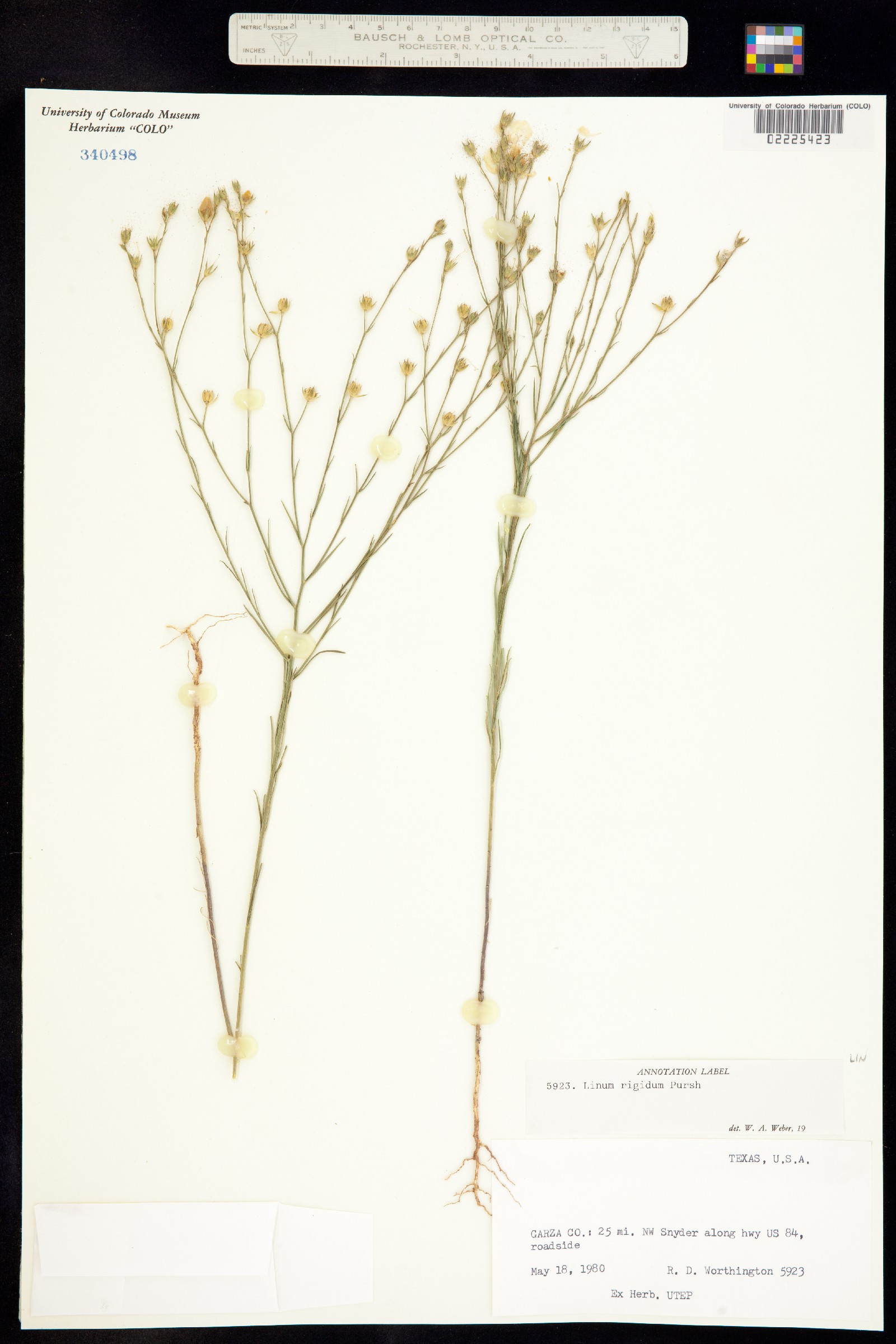 Linum rigidum image