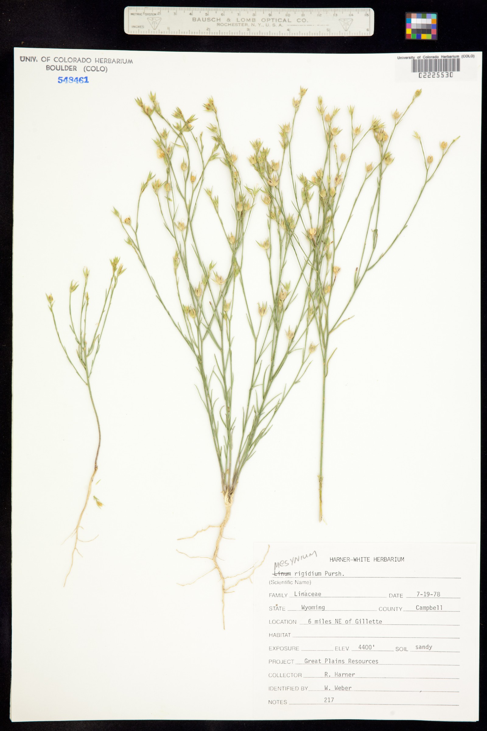Linum rigidum image