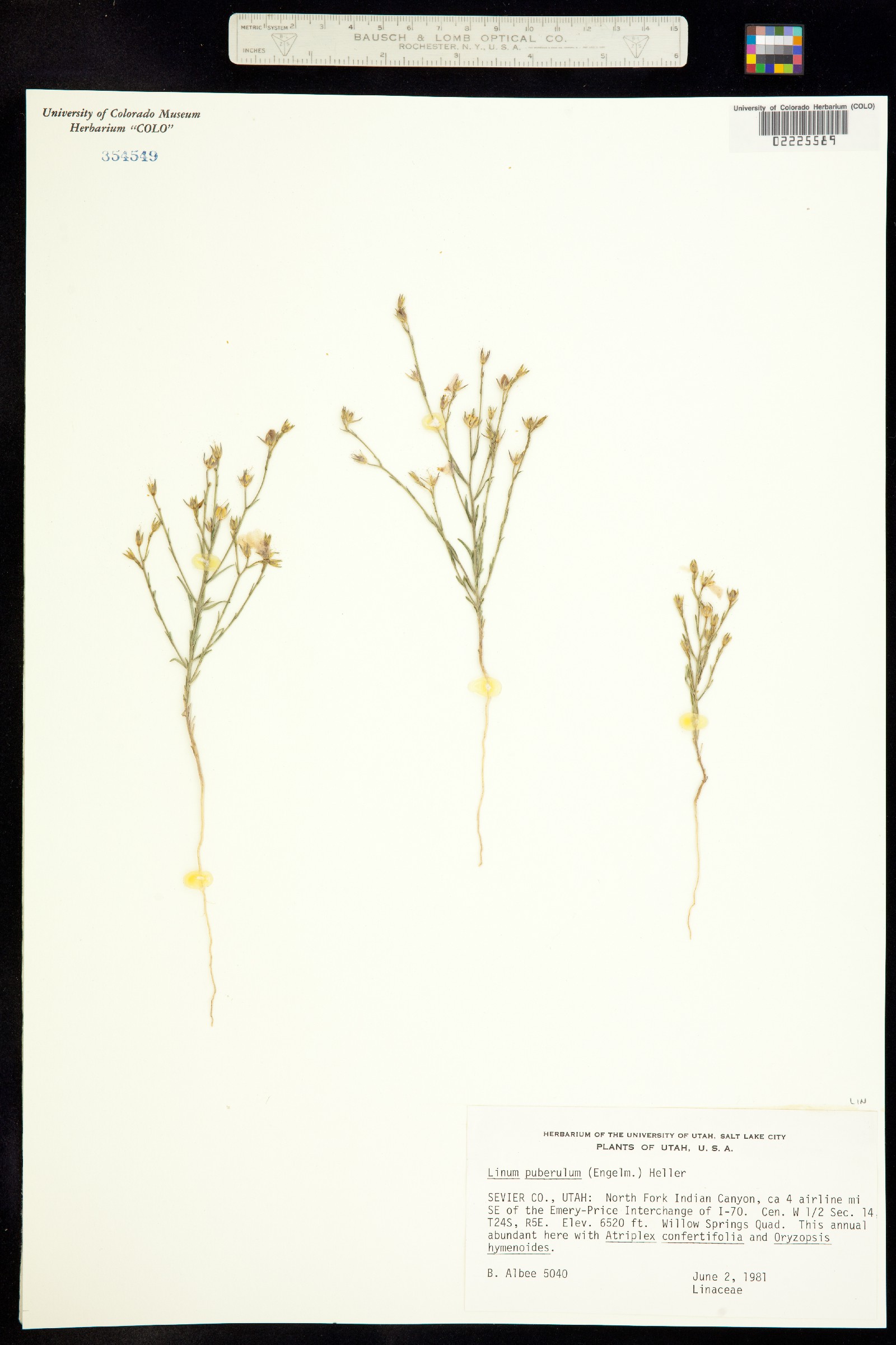 Linum puberulum image