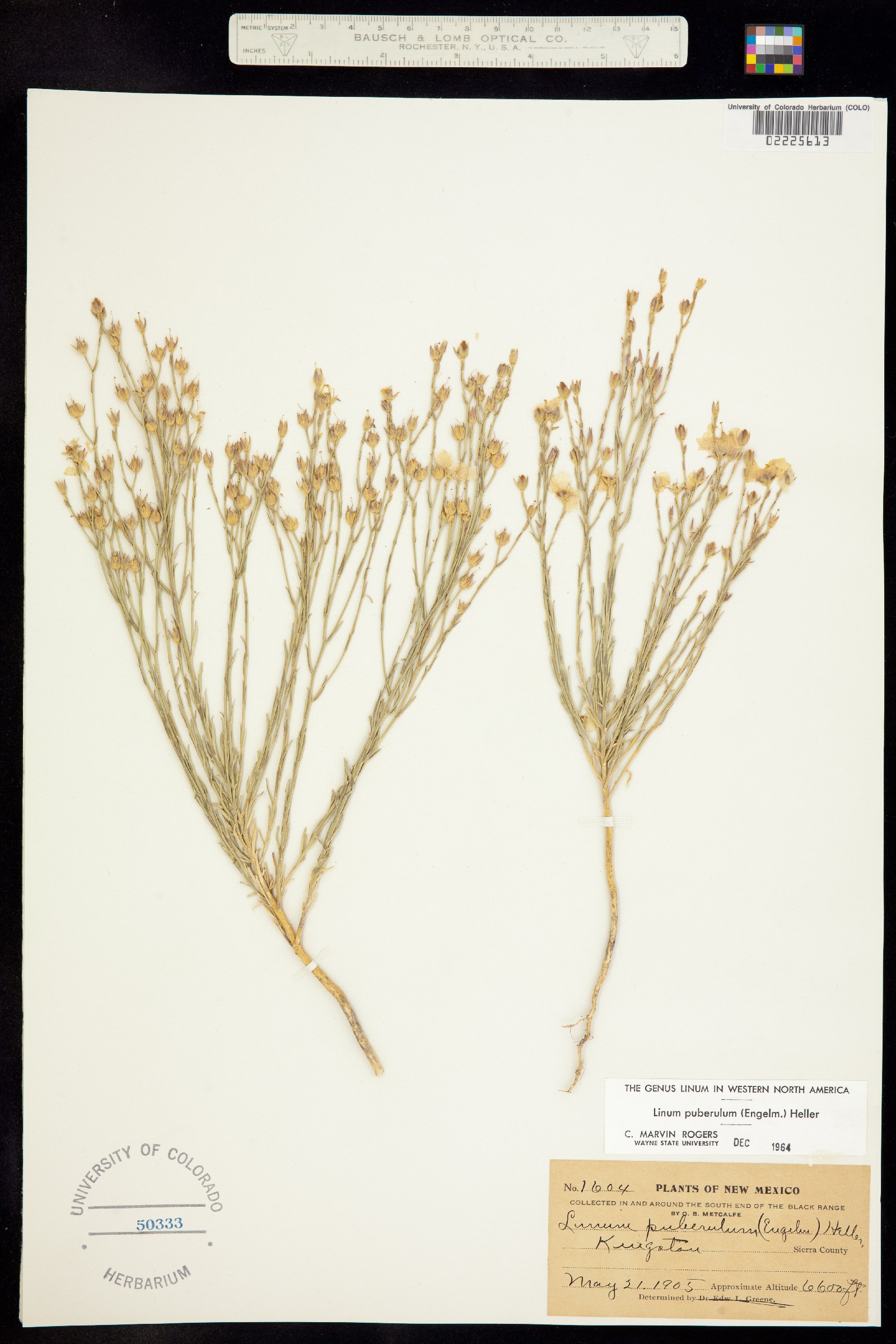 Linum puberulum image