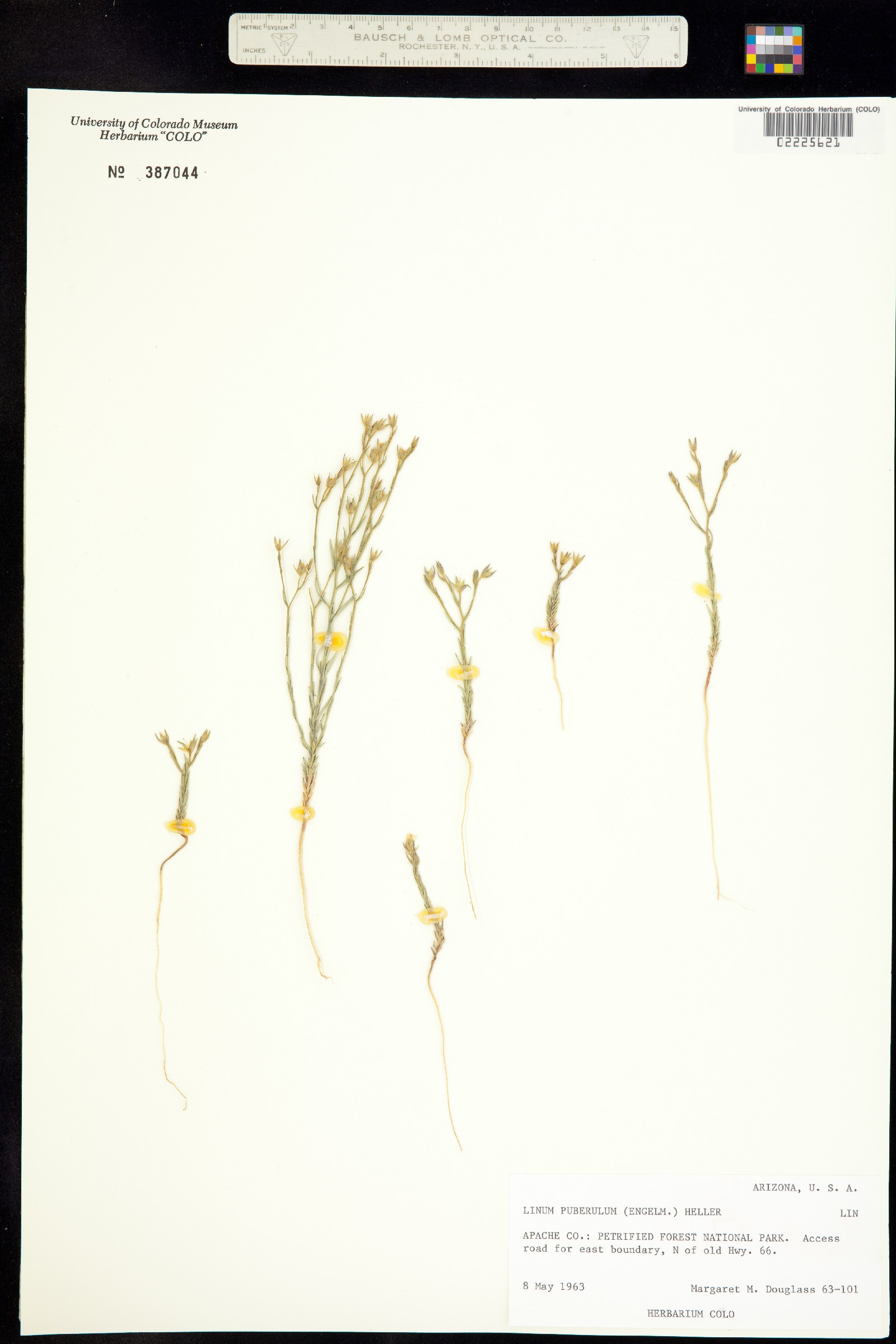 Linum puberulum image