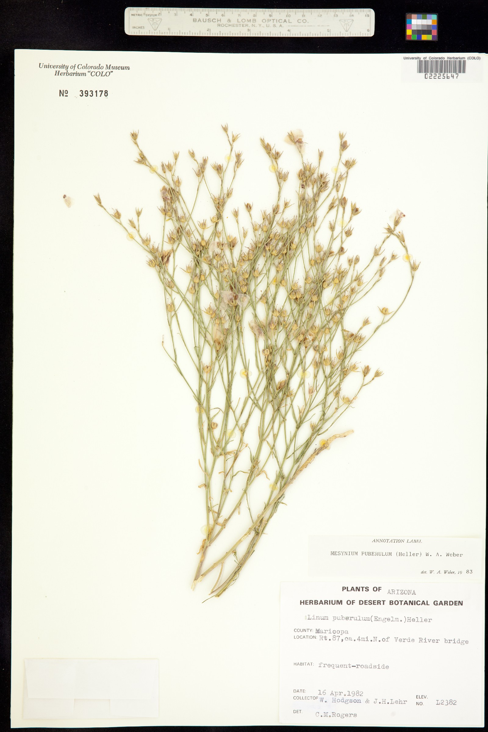 Linum puberulum image