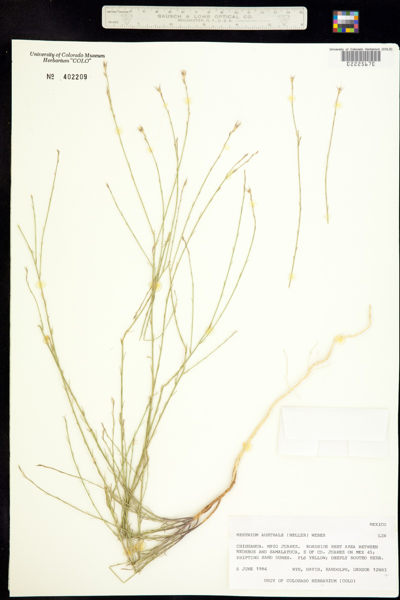 Linum australe image