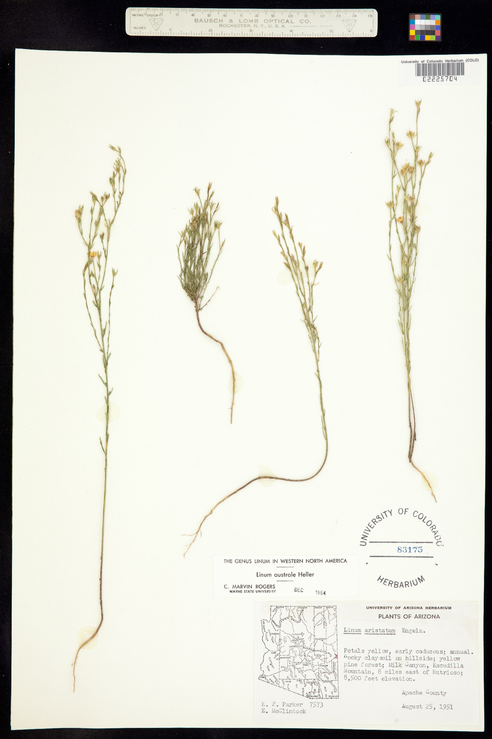 Linum australe var. australe image