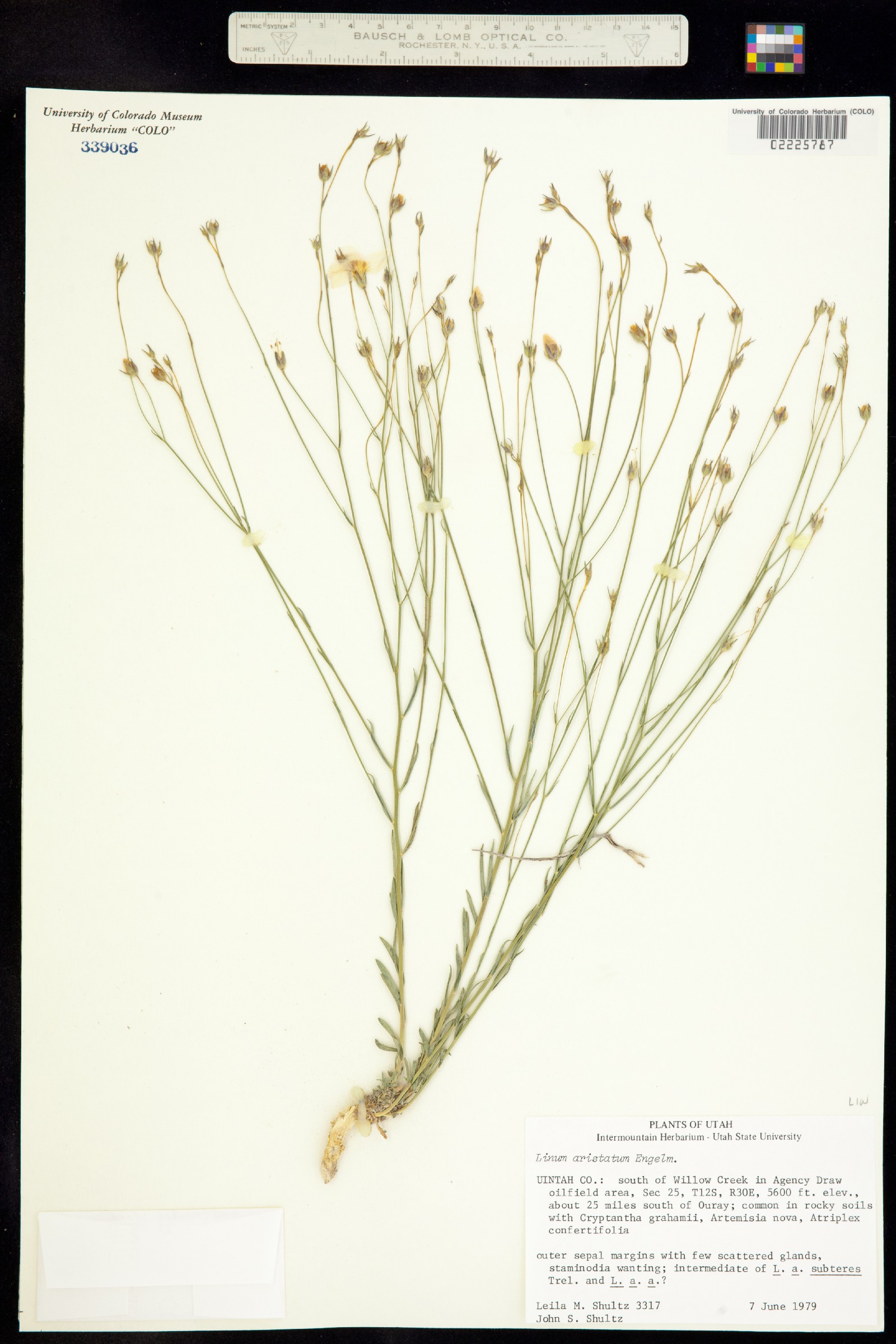 Linum aristatum image