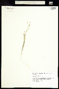 Linum australe image