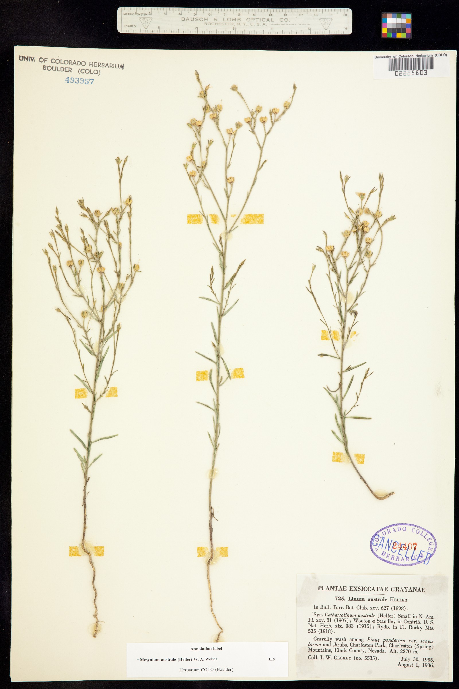 Linum australe image