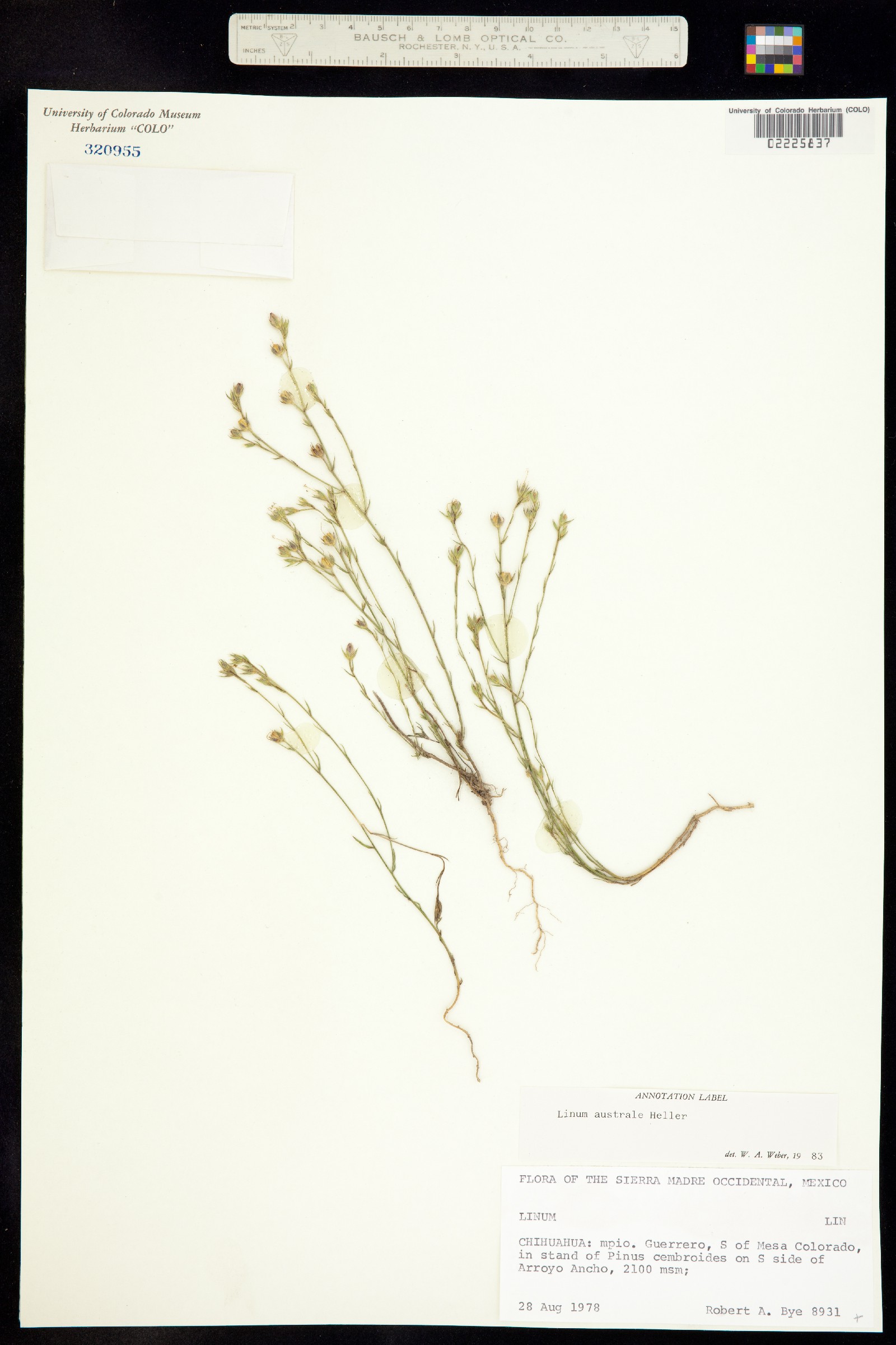 Linum australe image