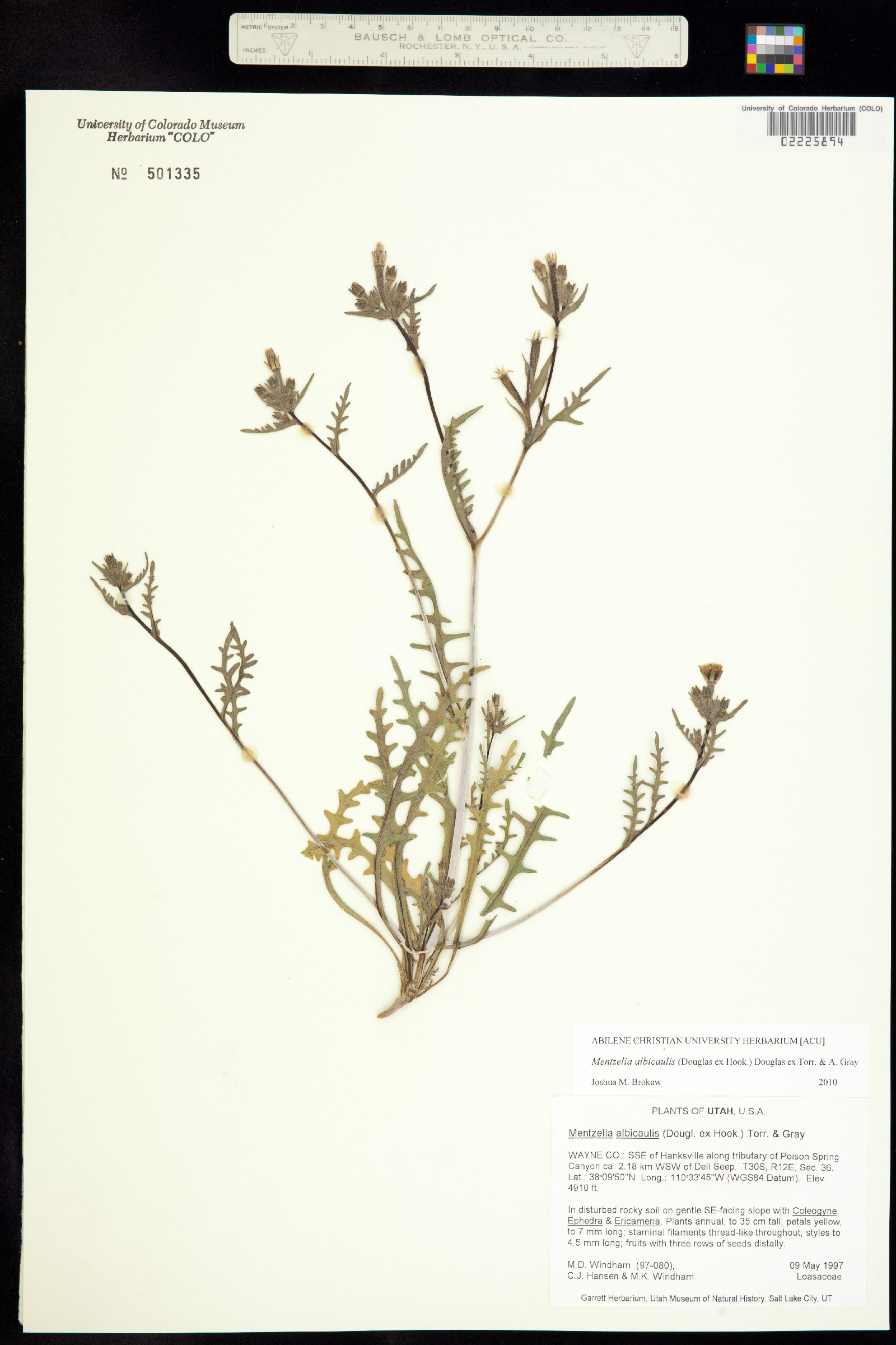 Mentzelia albicaulis image