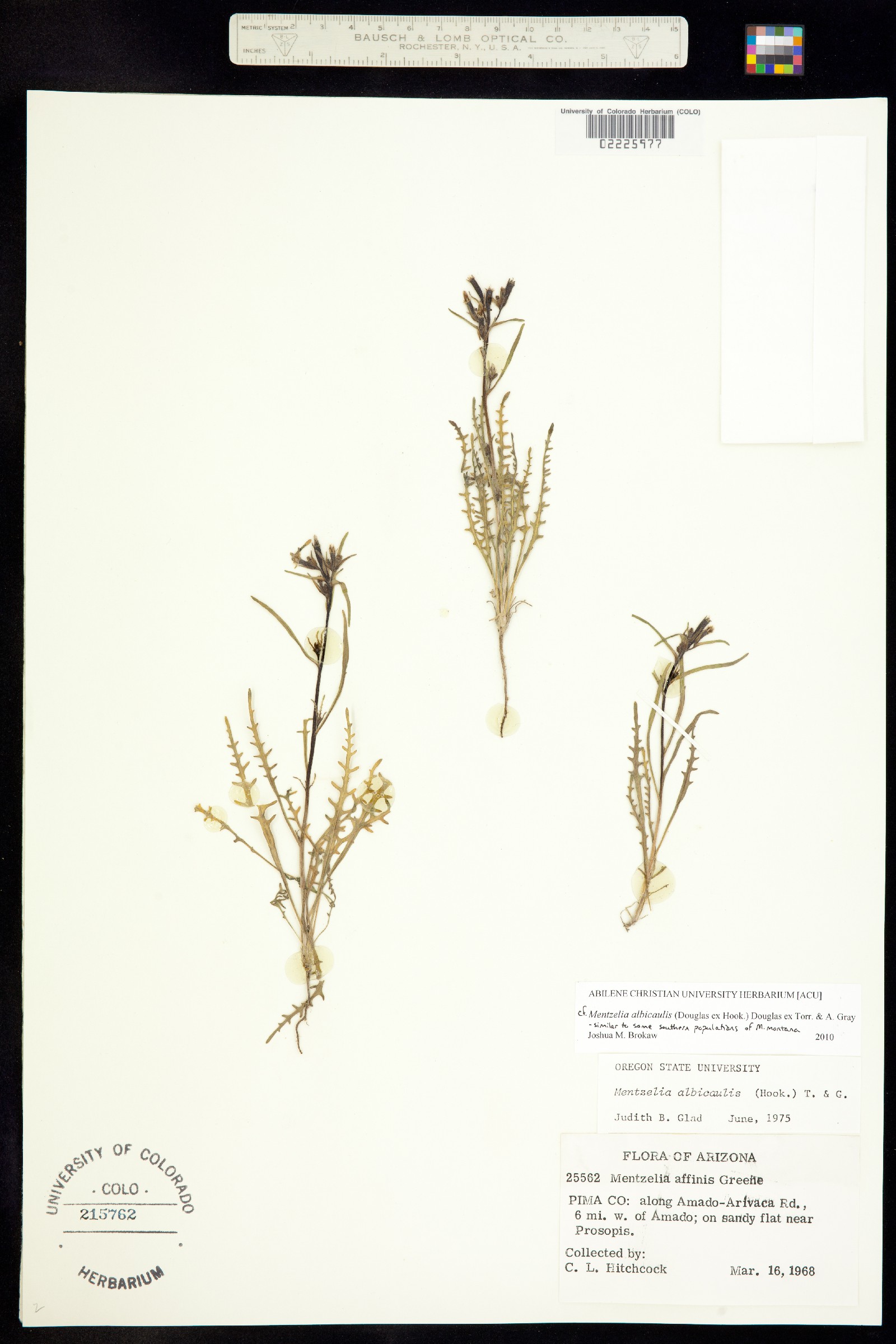 Mentzelia albicaulis image