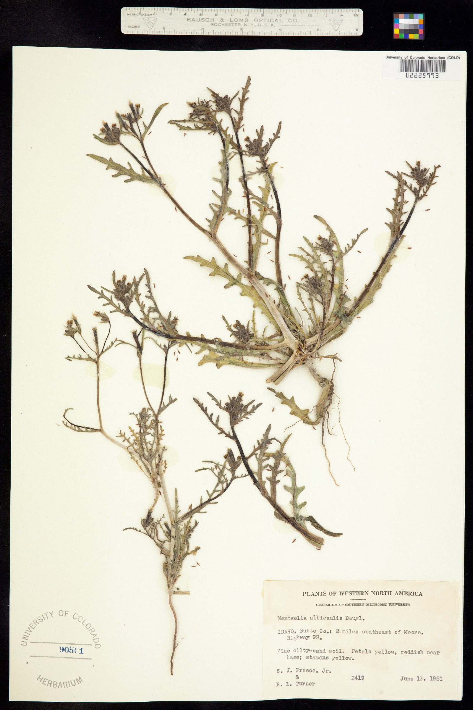 Acrolasia image