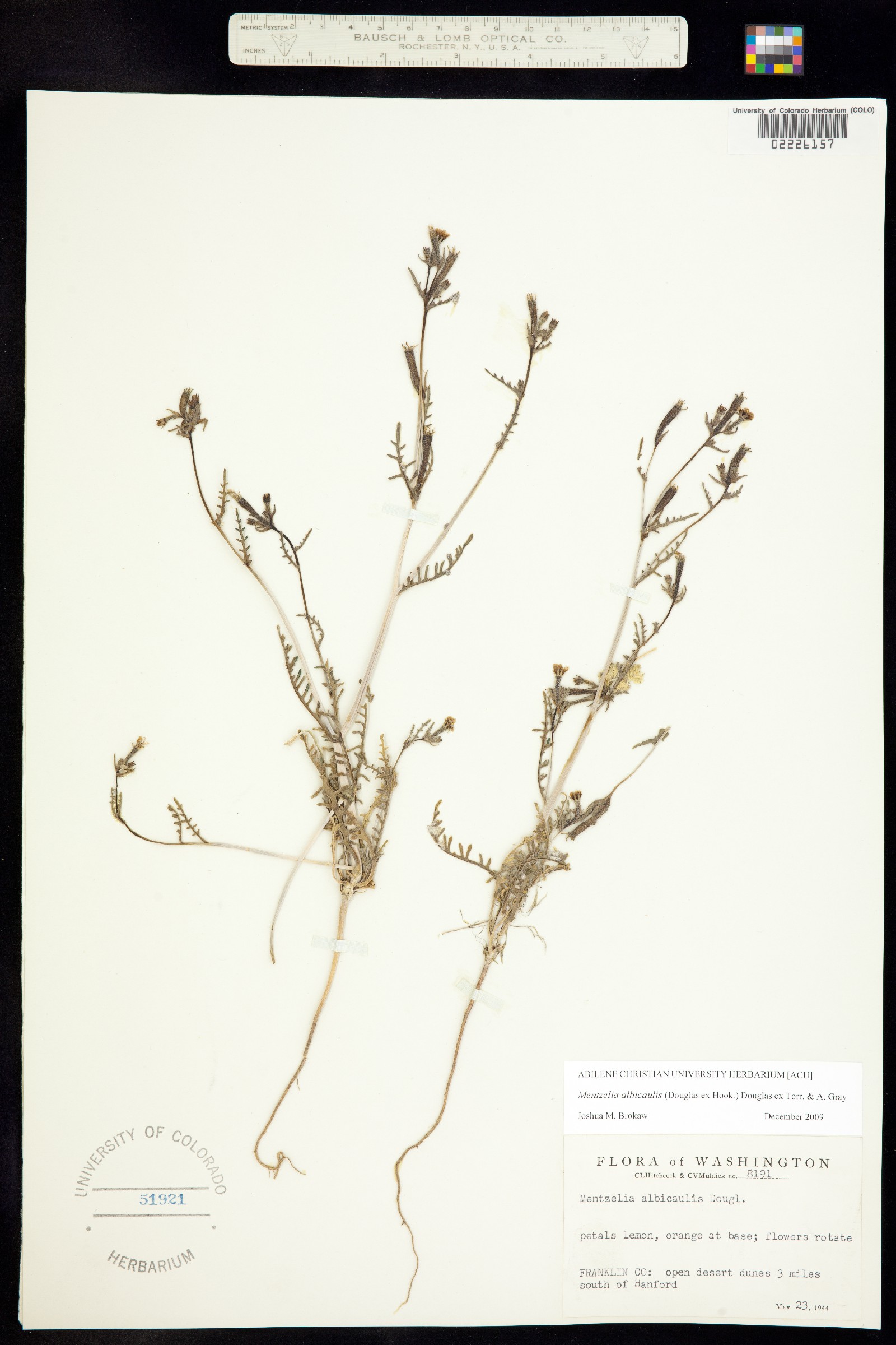 Mentzelia albicaulis image