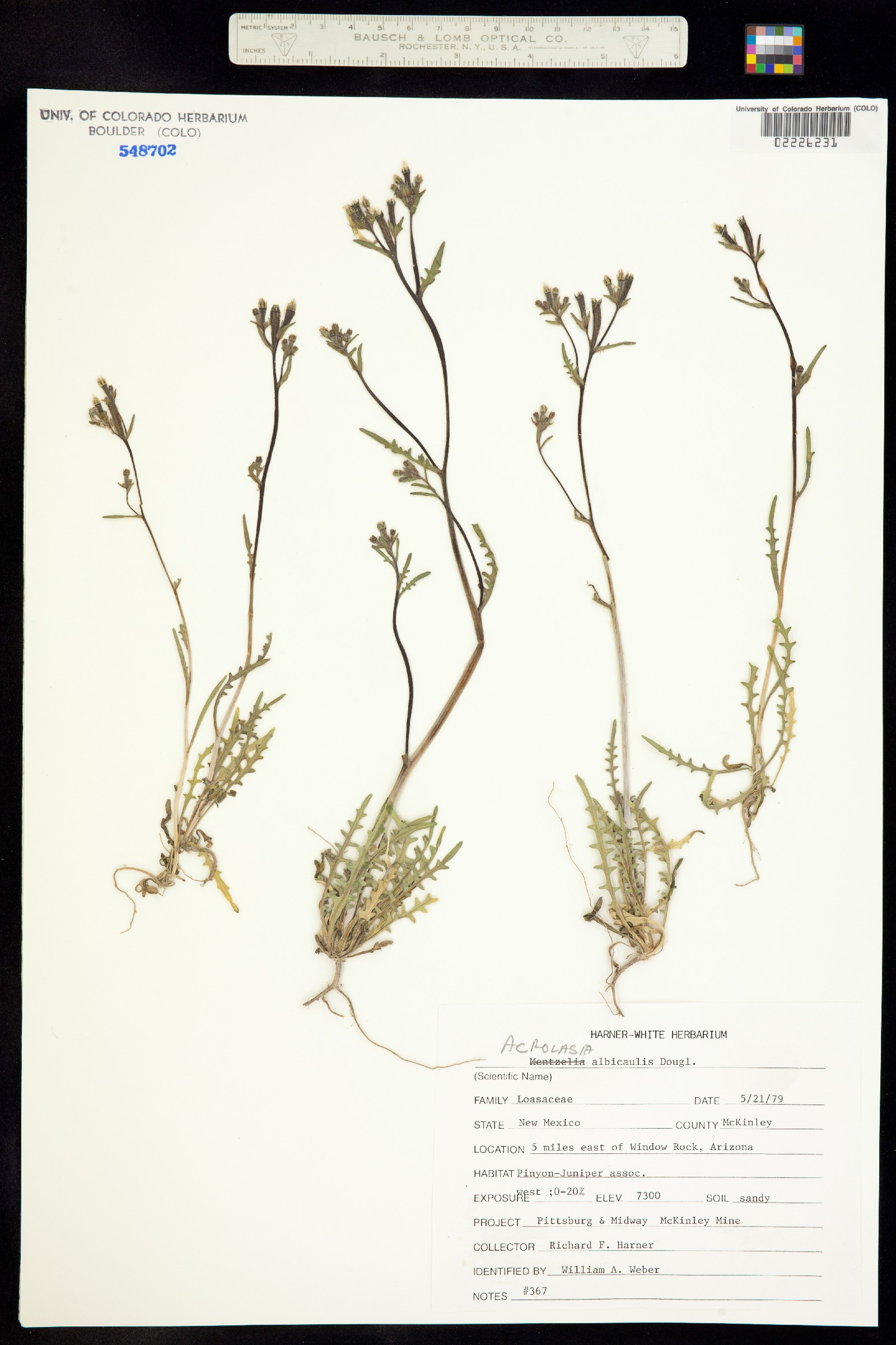 Mentzelia albicaulis image