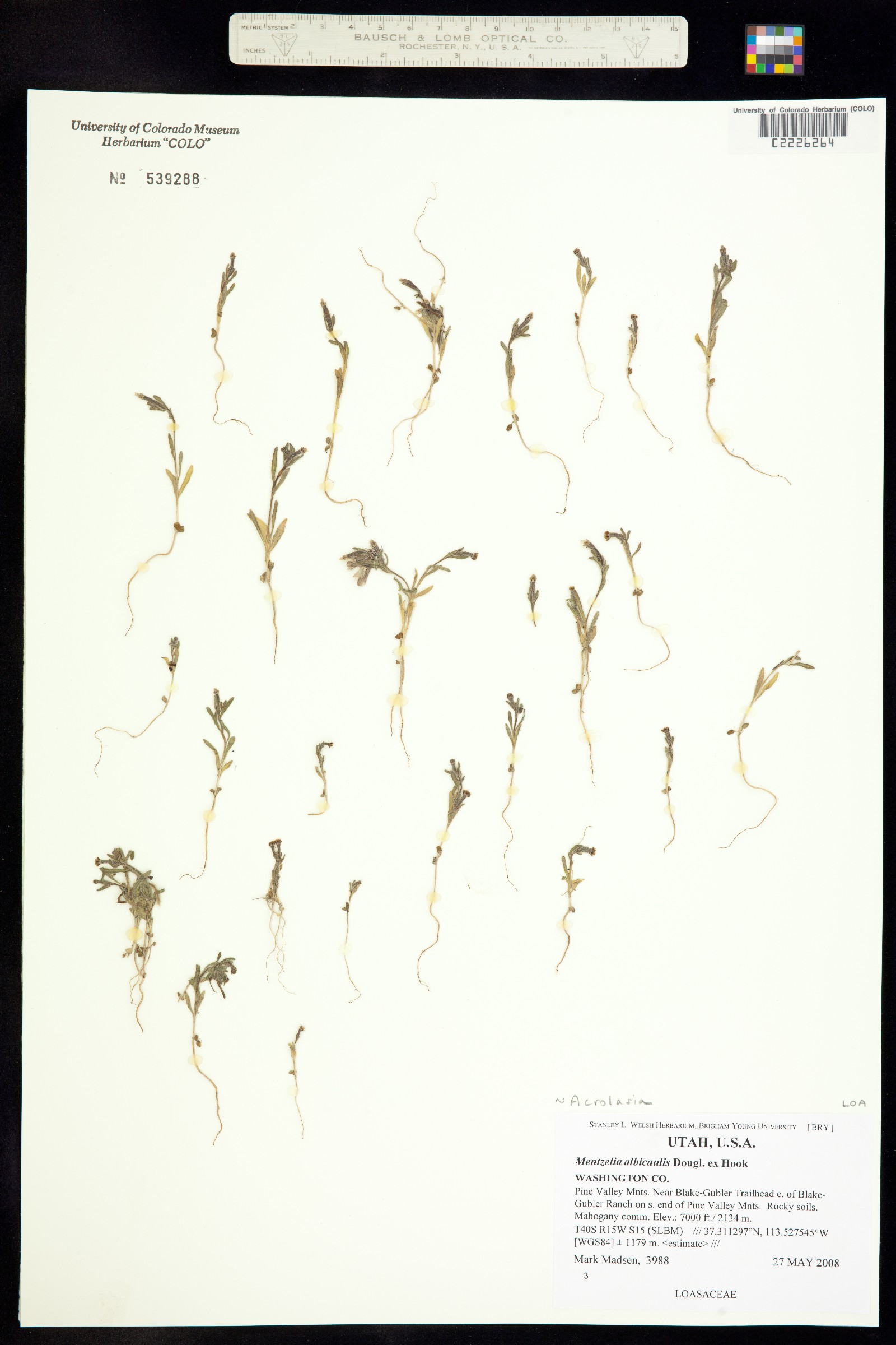 Mentzelia albicaulis image