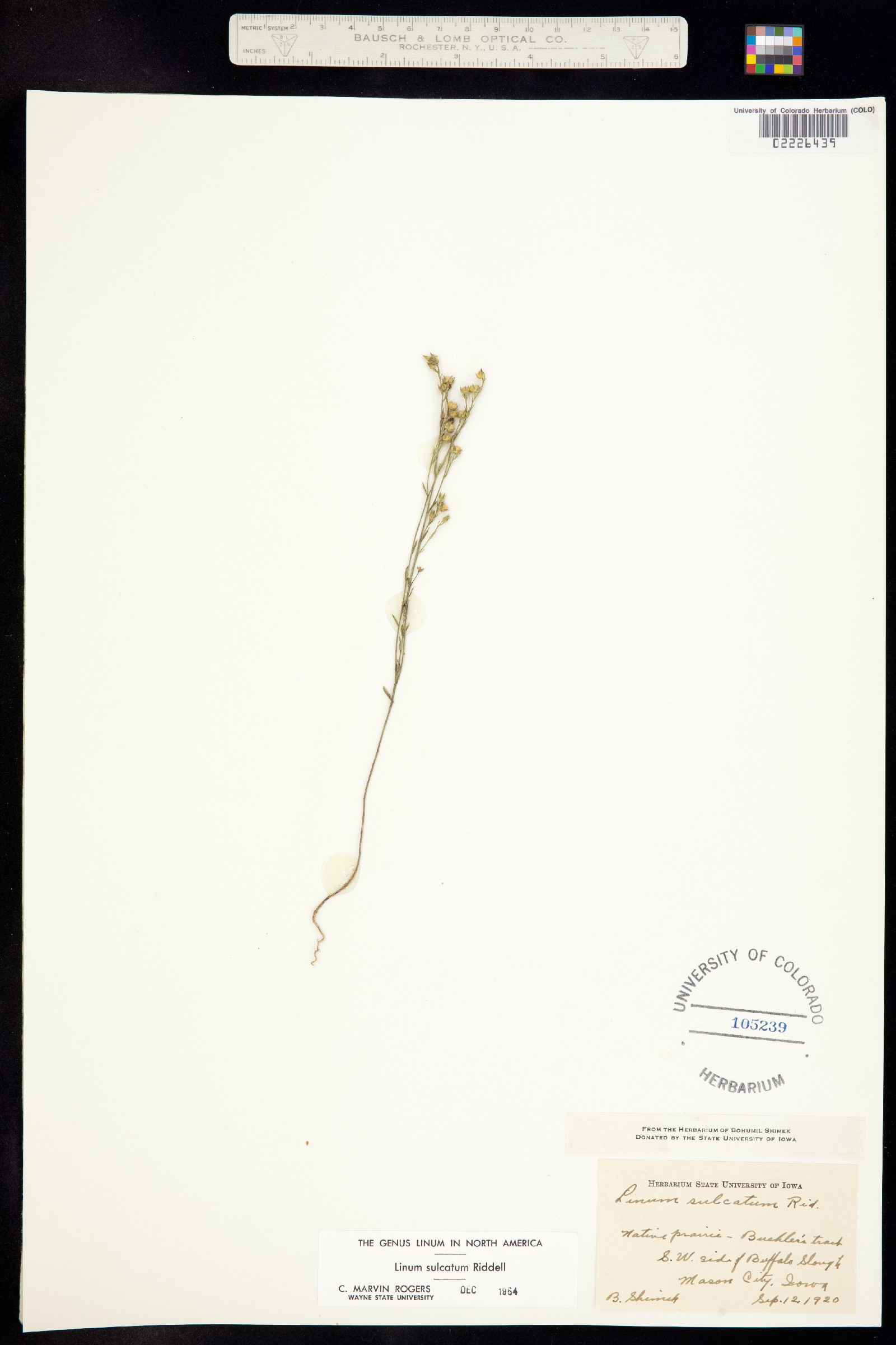 Linum sulcatum var. sulcatum image