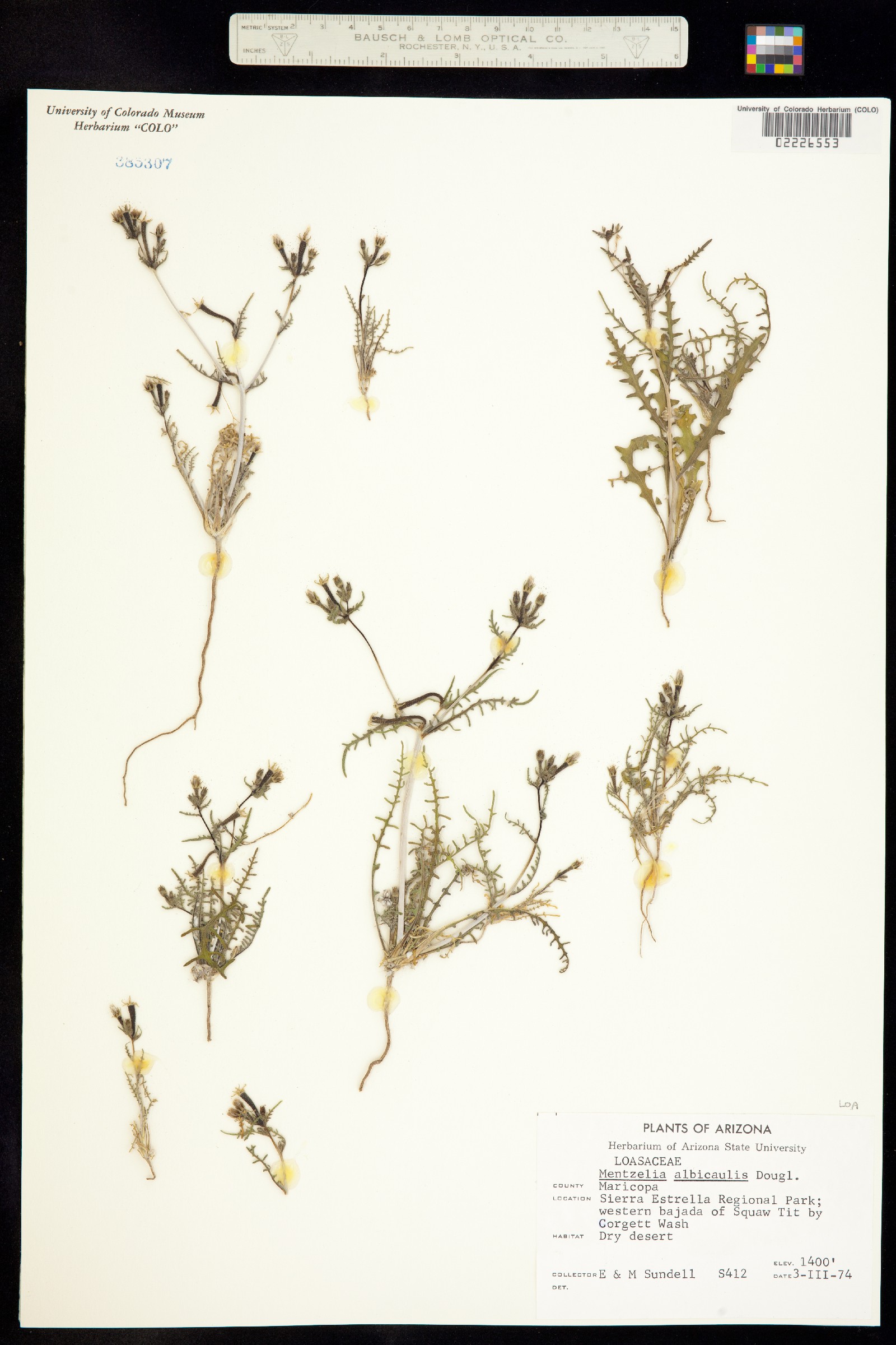 Loasaceae image
