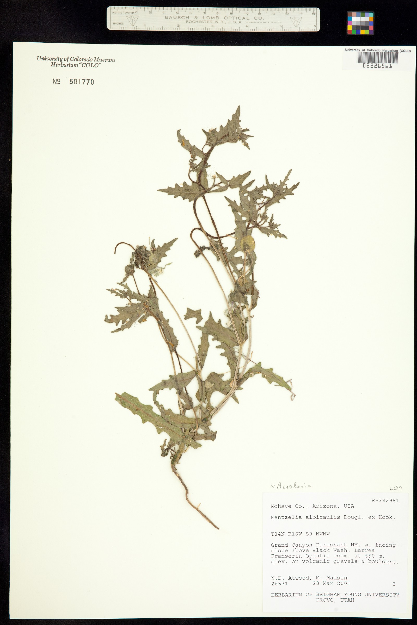 Mentzelia albicaulis image