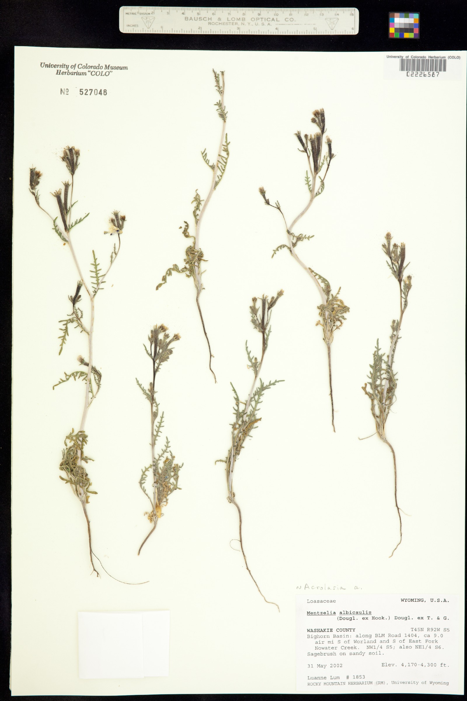 Mentzelia albicaulis image