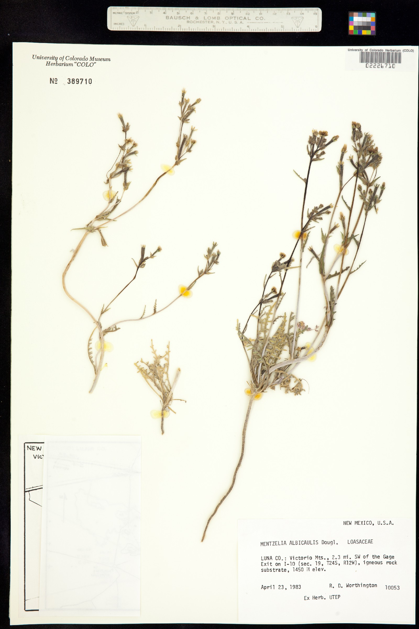 Mentzelia albicaulis image