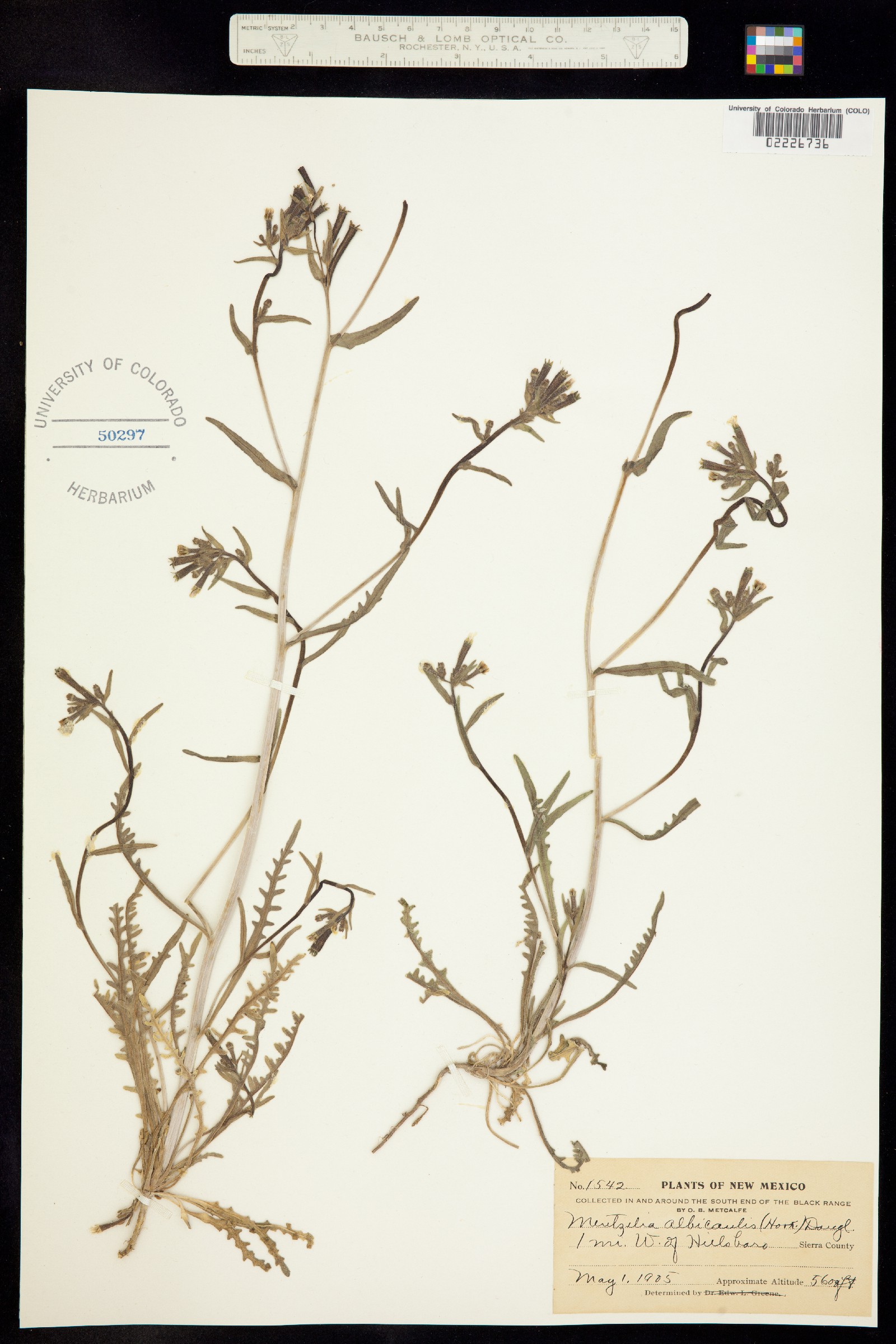 Mentzelia albicaulis image