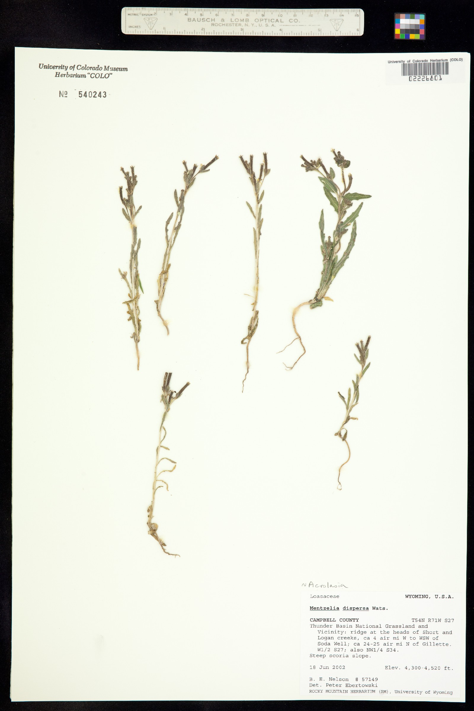 Mentzelia dispersa image