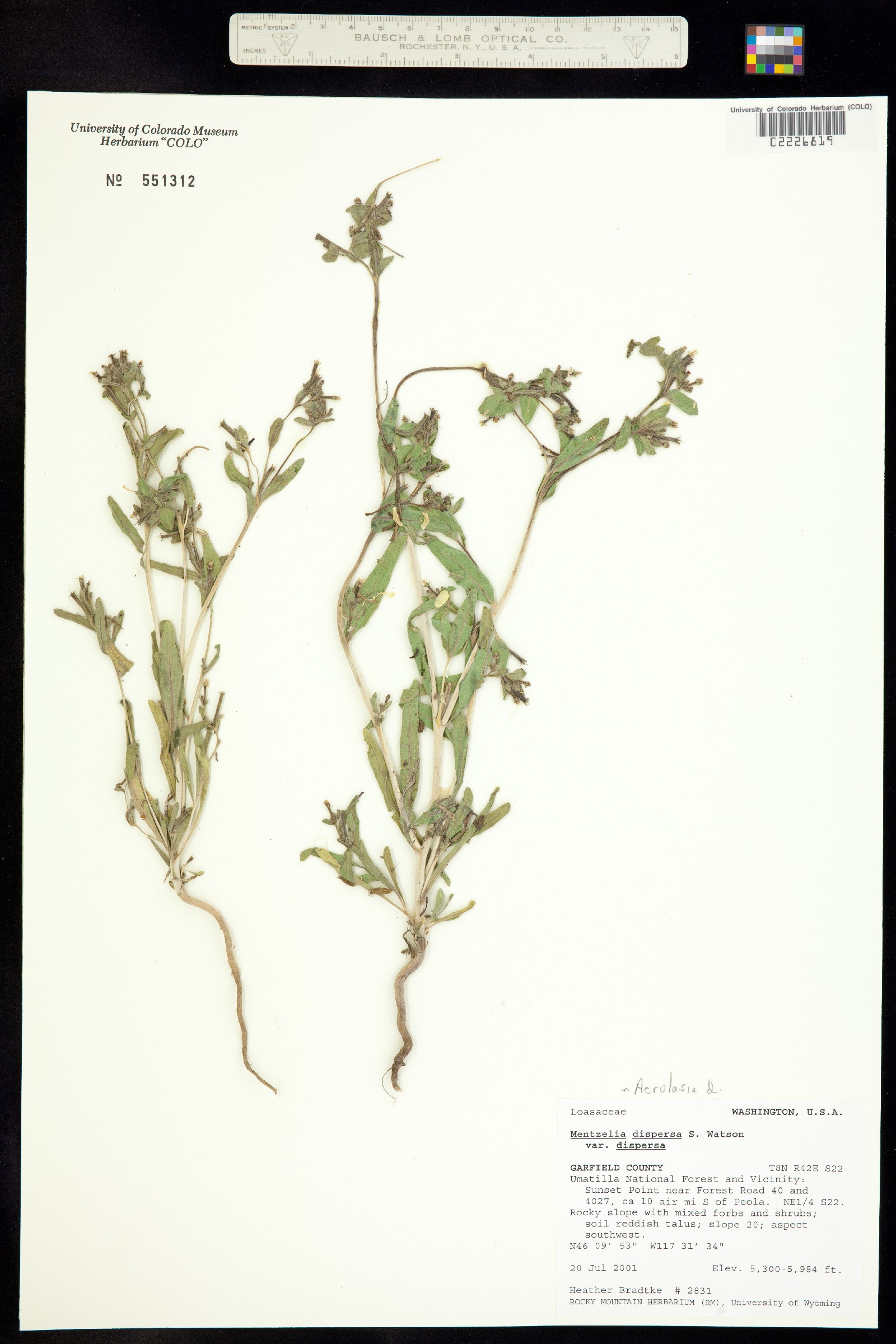 Mentzelia dispersa image