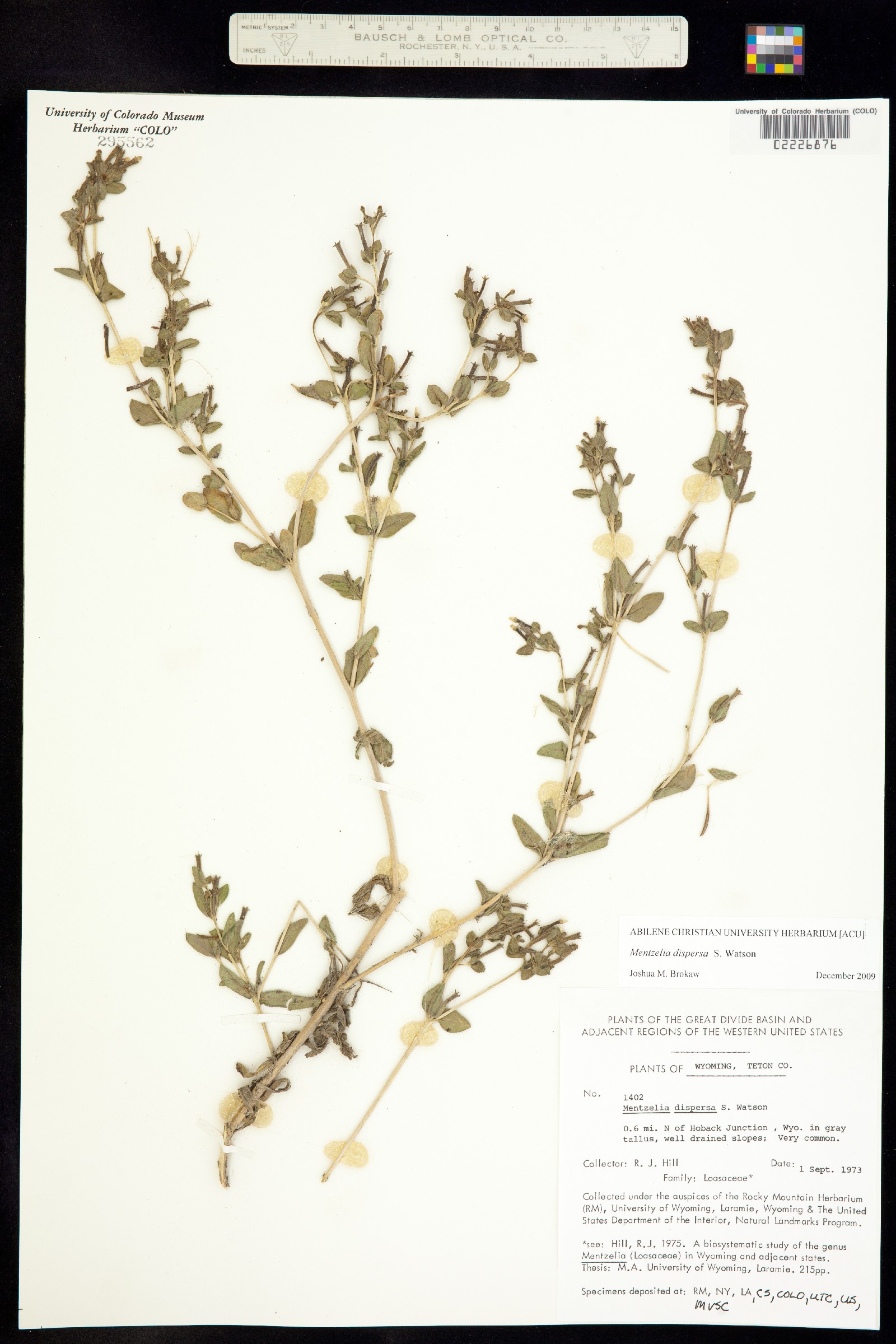 Mentzelia dispersa var. dispersa image