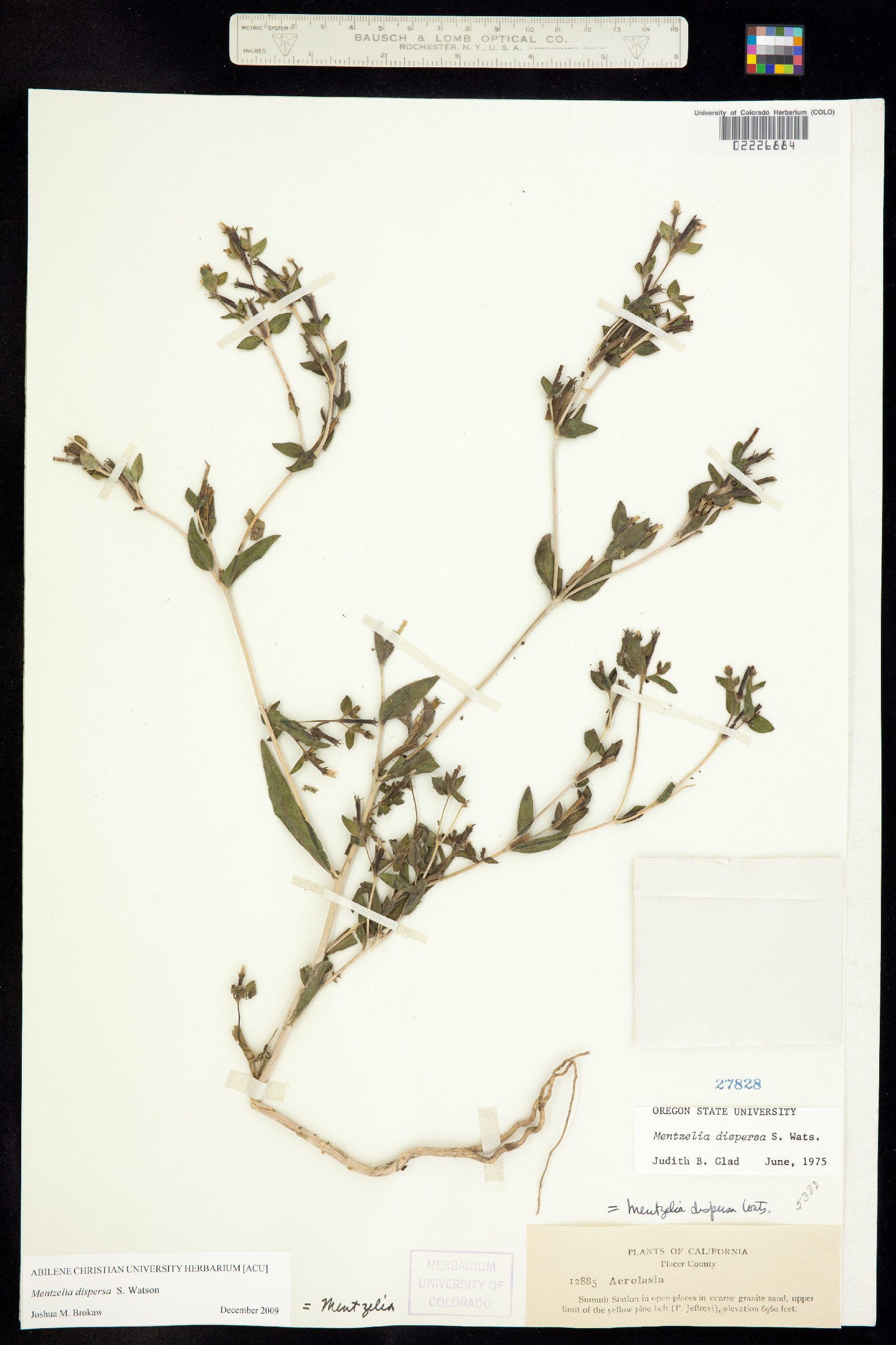 Mentzelia dispersa image