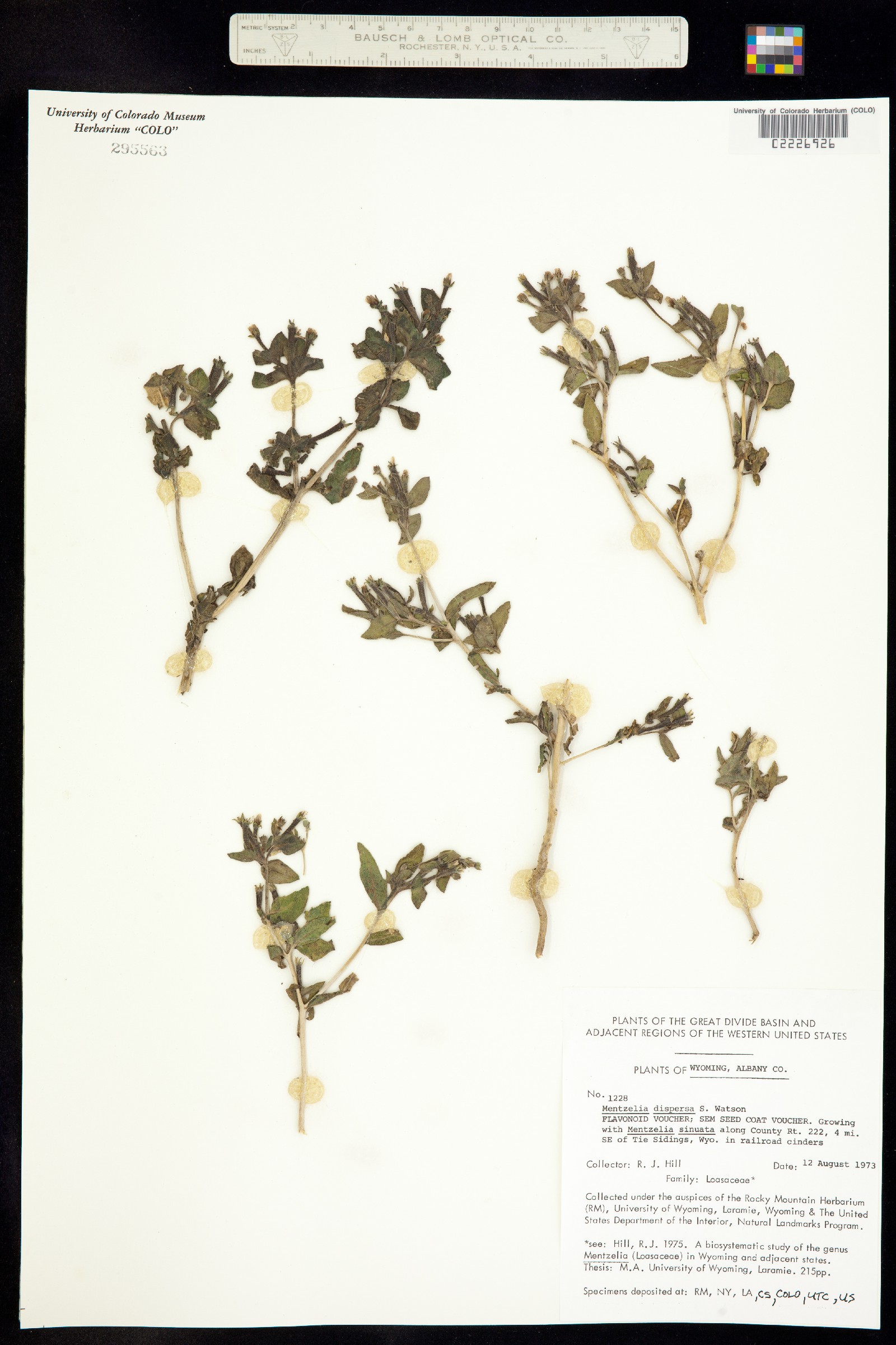 Mentzelia dispersa image