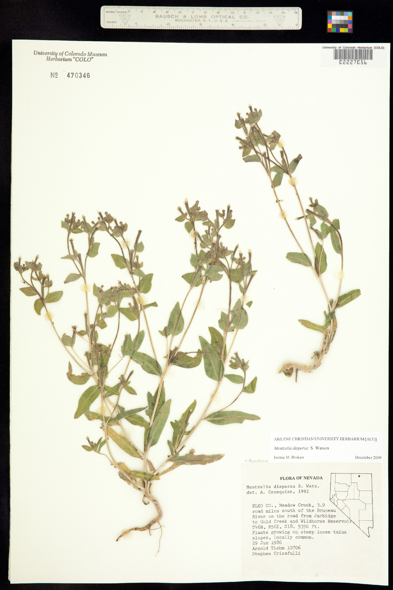 Acrolasia dispersa image