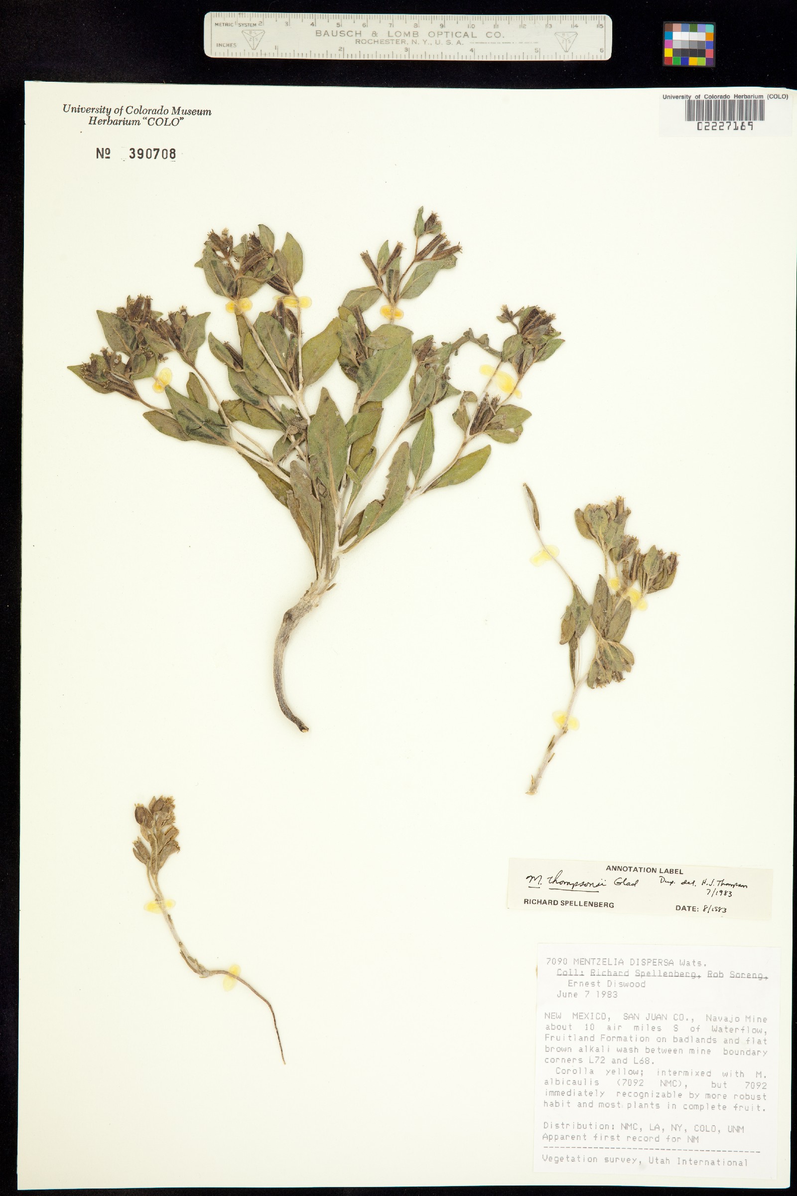 Mentzelia thompsonii image