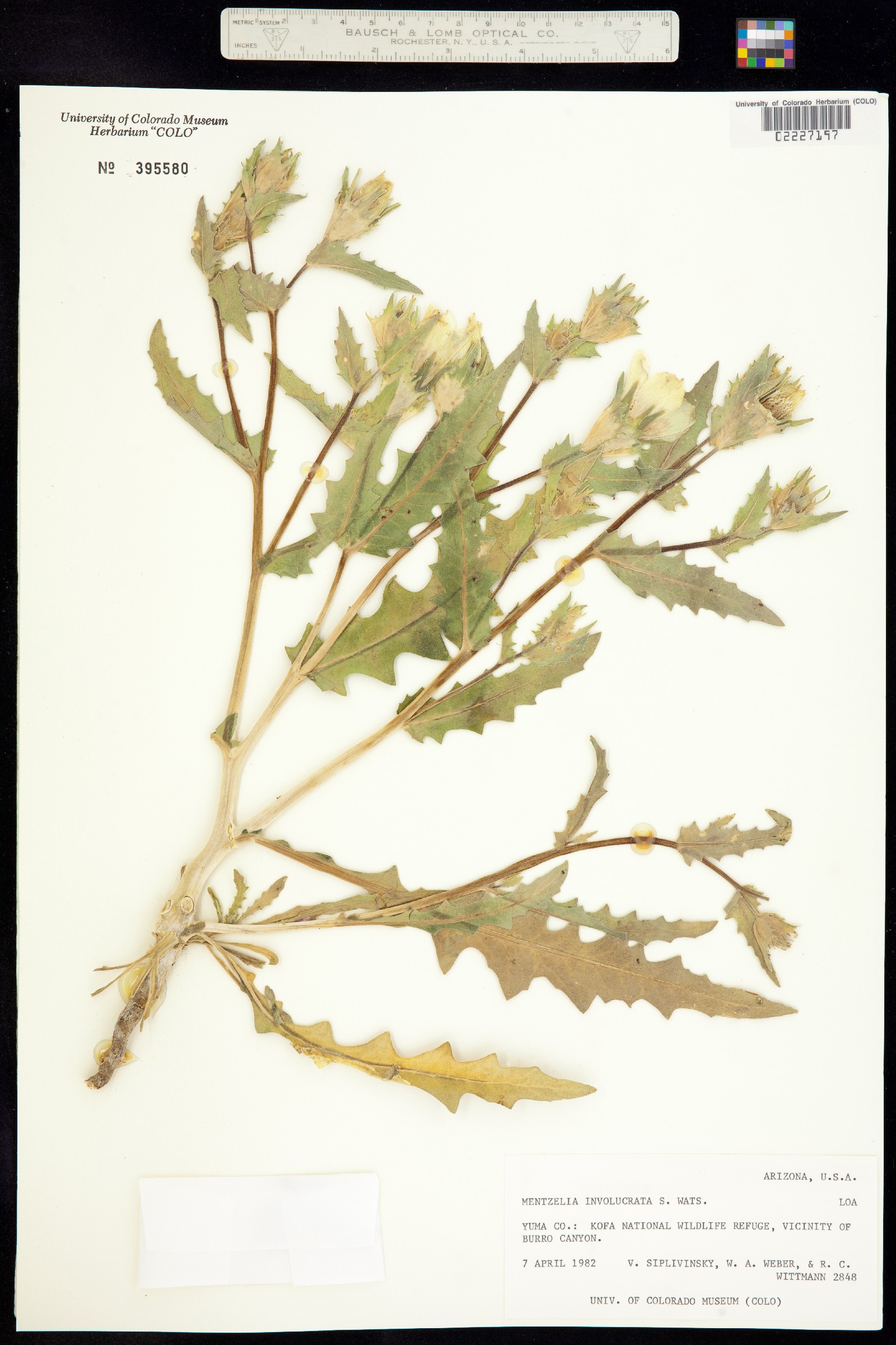 Mentzelia involucrata image